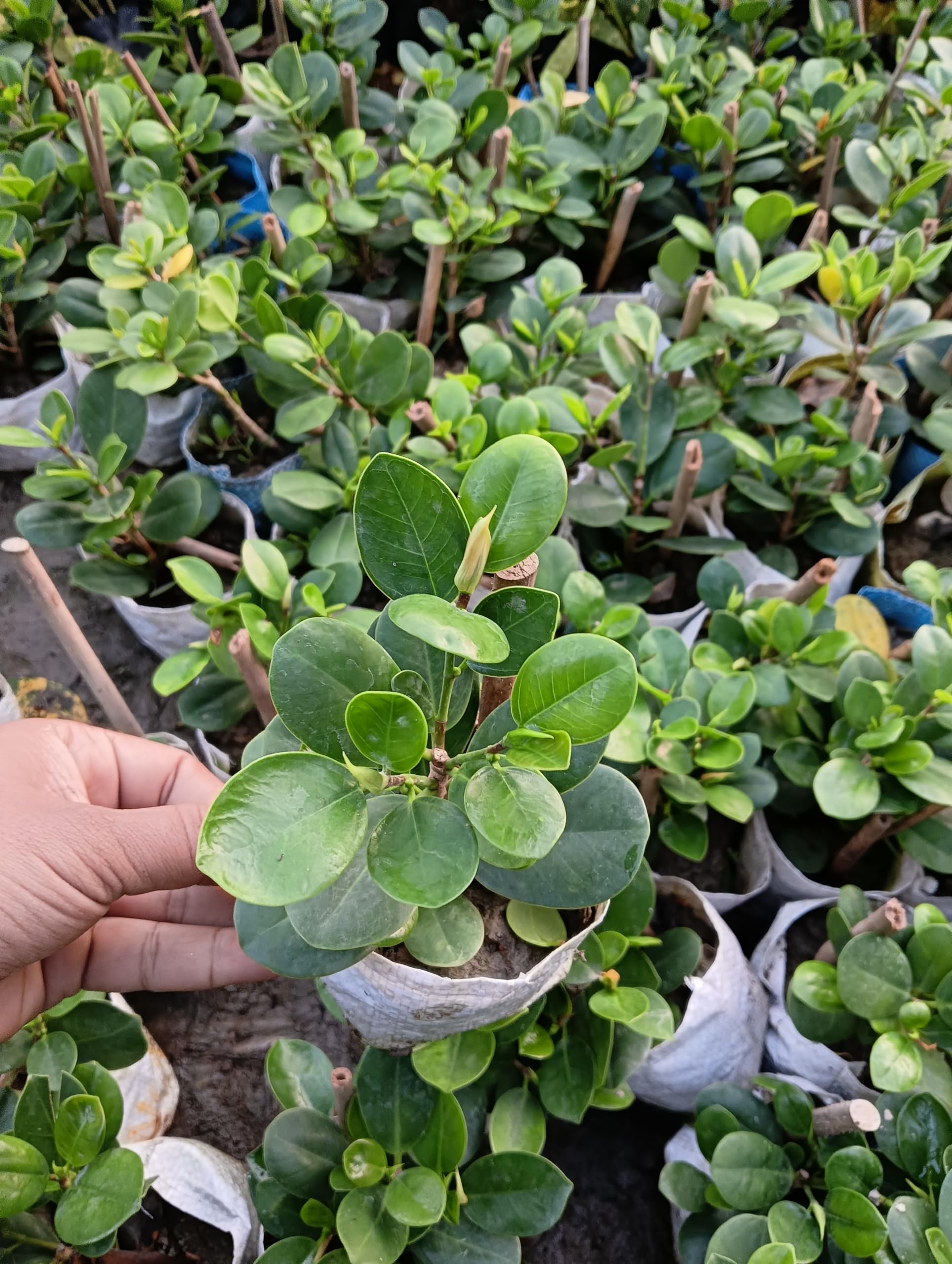 Chinese Banyan tree/Chinese Bot Plant hybrid live Plants (Ayaan global plants) Perfect for garden/Rooftop/balcony Pack Of-1 Tree-image-30