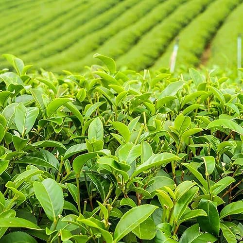 Miniatura 2 de CHUXAY GARDEN Semillas de Camellia Sinensis para plantar al aire libre, arbusto de té verde, naranja, árbol de camelia, 5 semillas de hoja perenne