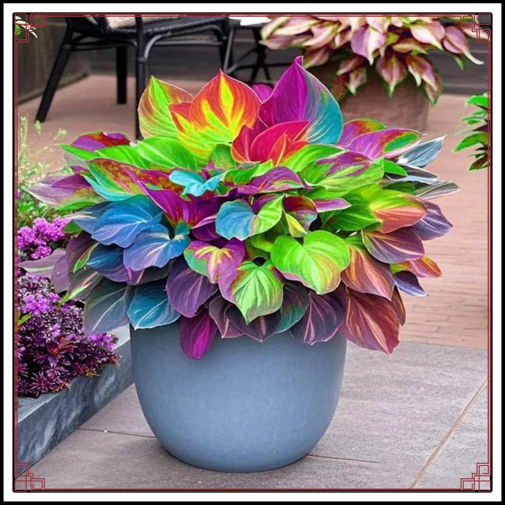 Rainbow Hosta Bulbs-Perfect for The Garden Hostas Plants-Landscaping-Excellent Displays-10bulbs-i