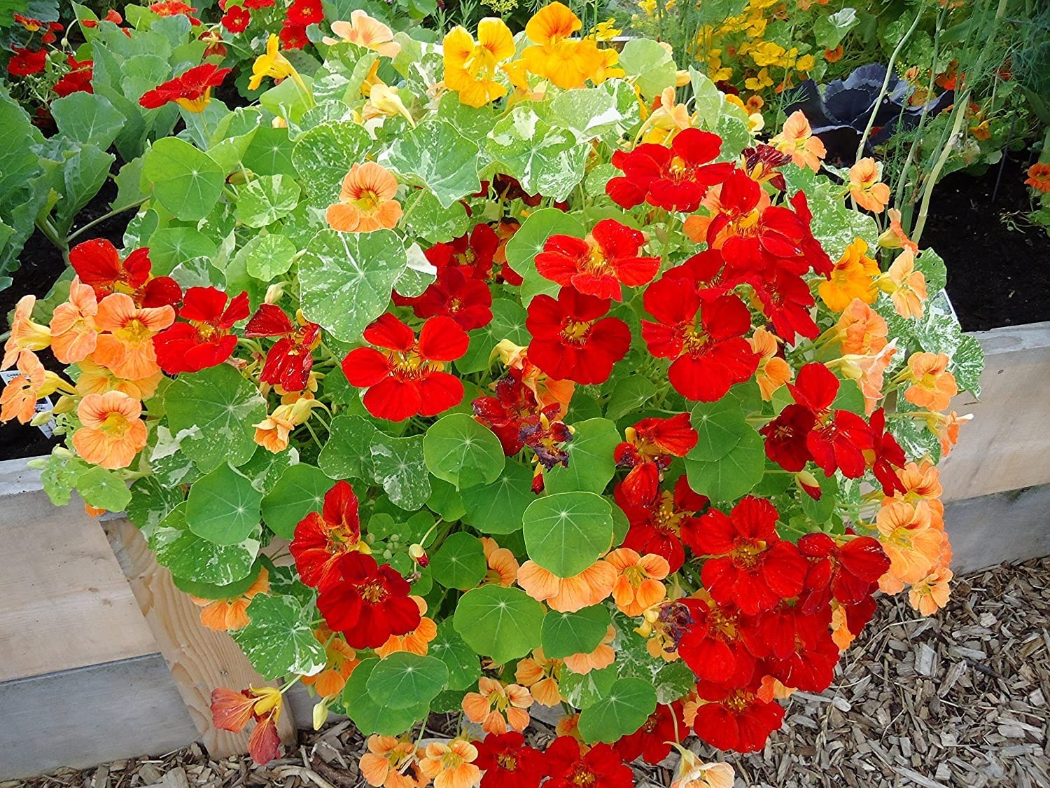 Splendour Seeds Nasturtium Mixed garden flower seeds (20 Seeds) (B06XBLPBNN) Amazon Price History, Amazon Price Tracker
