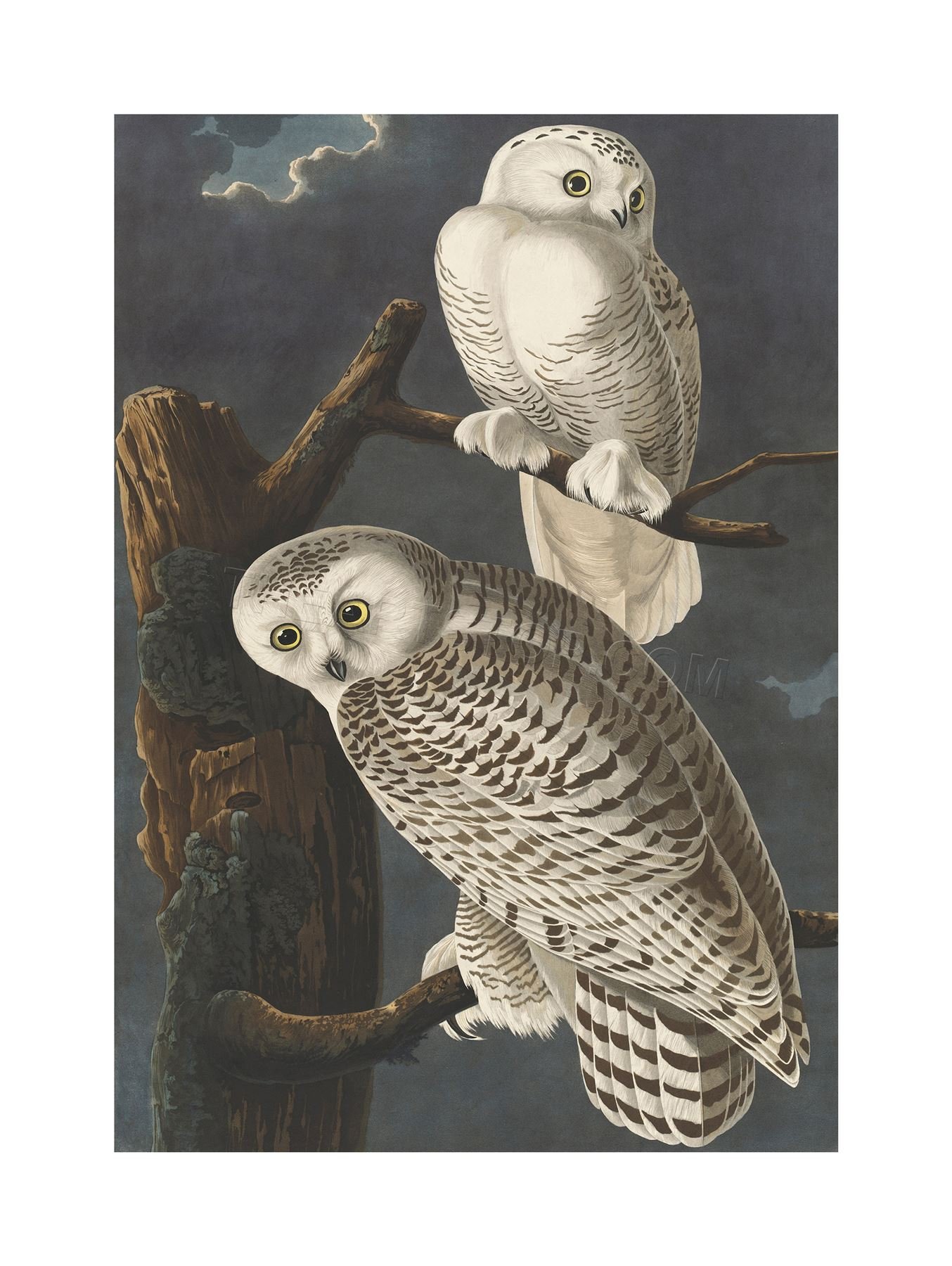 Wee Blue Coo Painting Bird Audubon Snowy Owl Wall Art Print