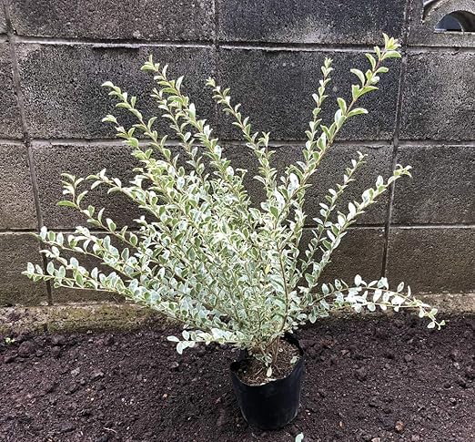 Amazon シルバープリペット 3potセット 常緑低木苗 植木
