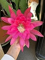 Vista 6 de Epiphyllum Orchird Cactus (Super Rare Clarity Abraxas)