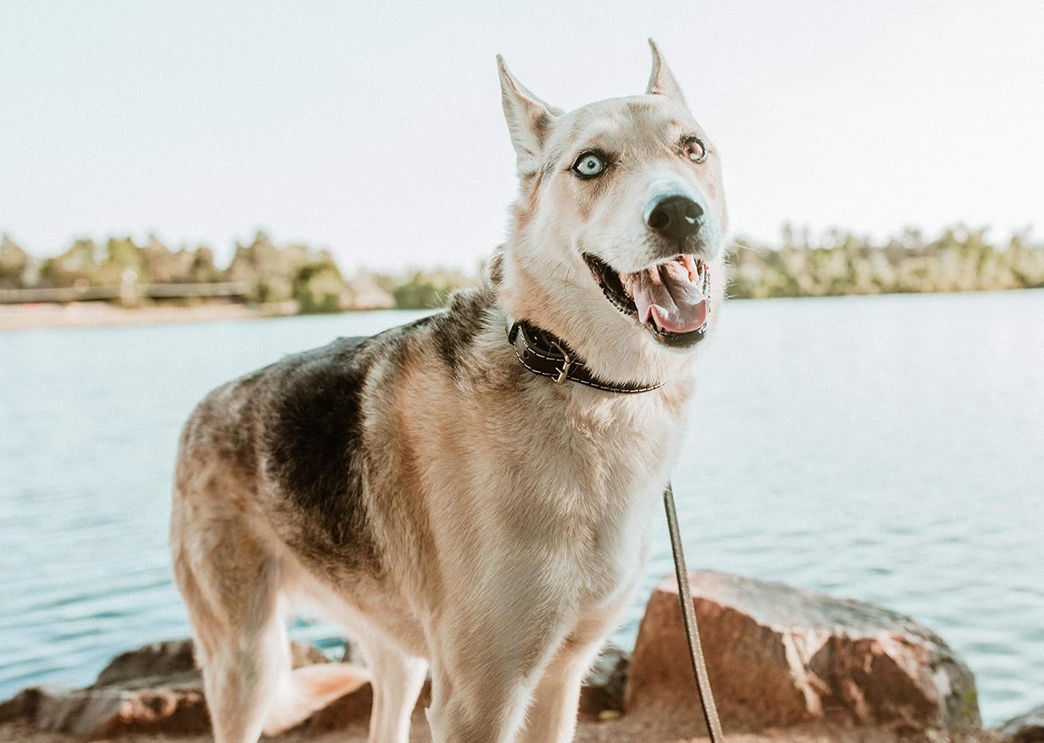 Euro Dog Leash Affordable European Luxury Black Soft Leather Dog Lead Made in USA