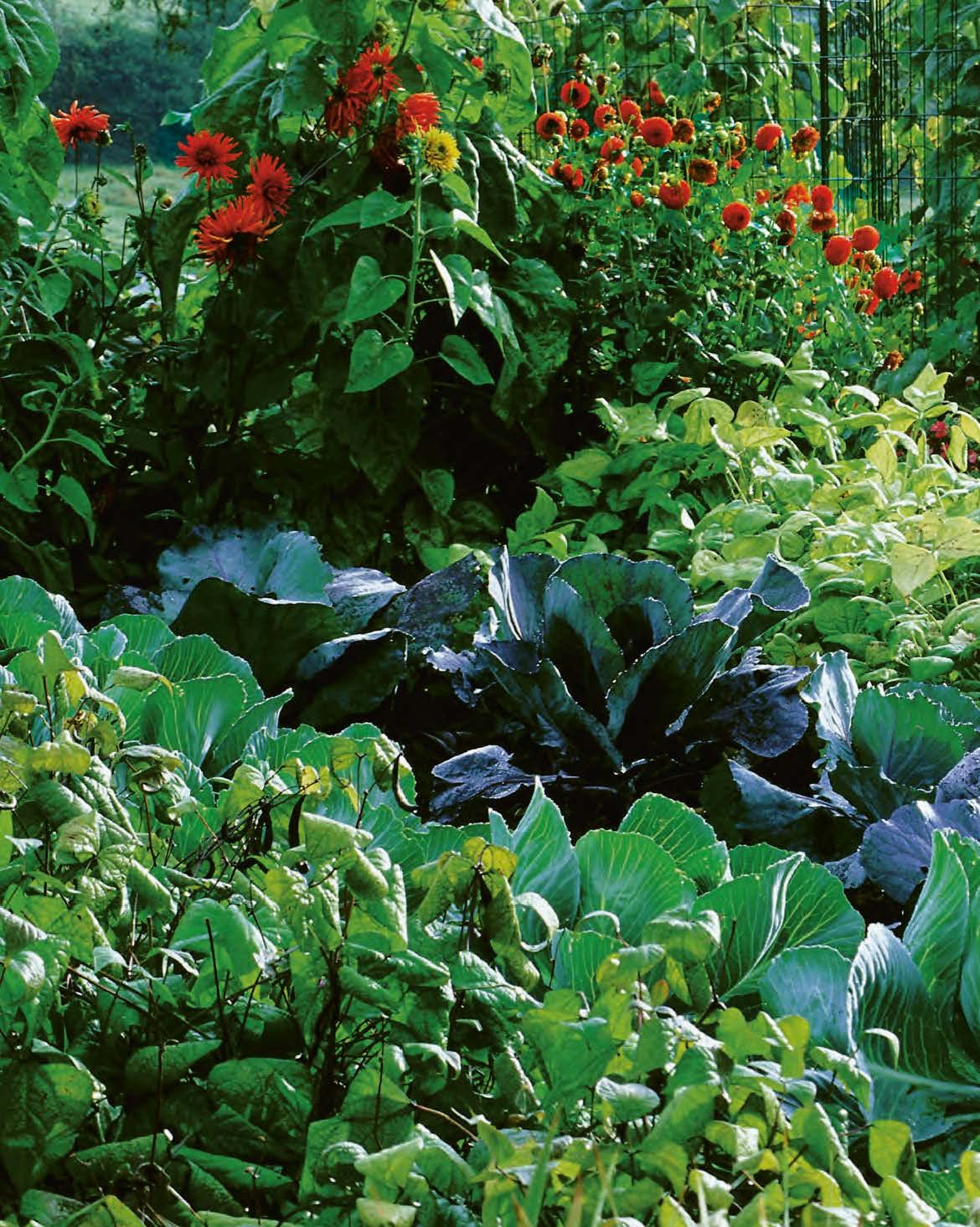 Le traité Rustica du potager bio