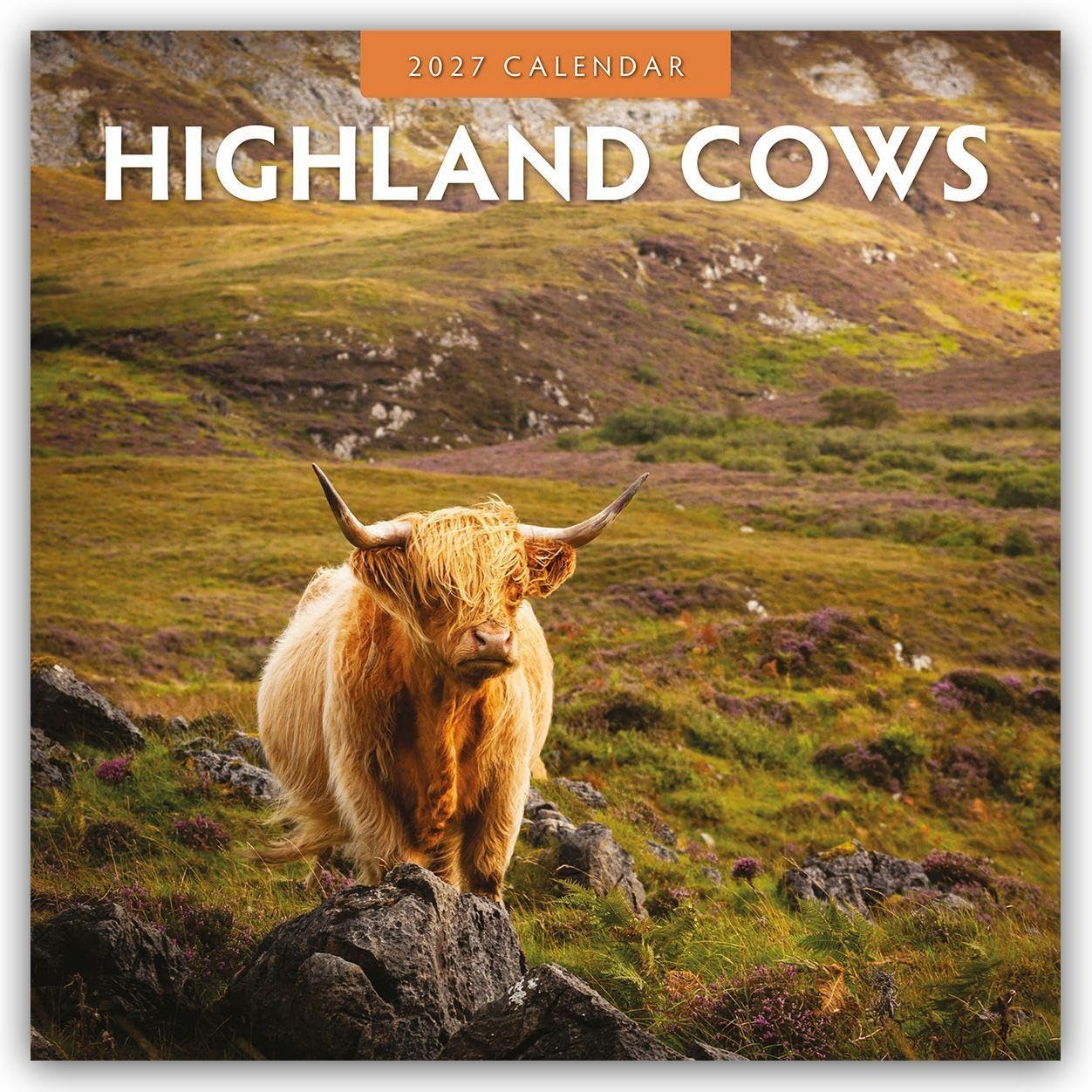Highland Cows 2027 Square Wall Calendar: Original Red Robin Publishing Ltd-Kalender [Mehrsprachig] [Kalender]