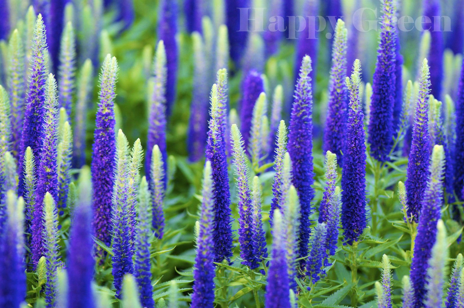See full amazon price history chart for SPIKED SPEEDWELL - Veronica Spicata 100 seeds PERENNIAL ROCKERY FLOWER SPIKED SPEEDWELL - Veronica Spicata 100 seeds PERENNIAL ROCKERY FLOWER (B07CRGNJYM) Amazon Price History, Amazon Price Tracker