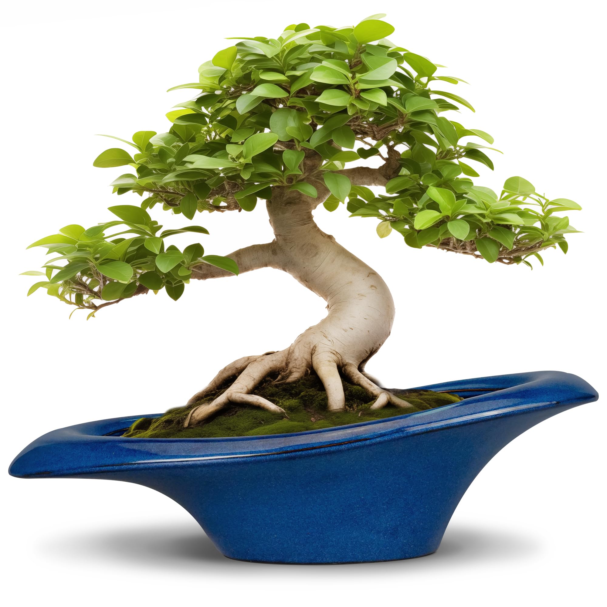 Teagas 18 Inch Bonsai Tree Pot