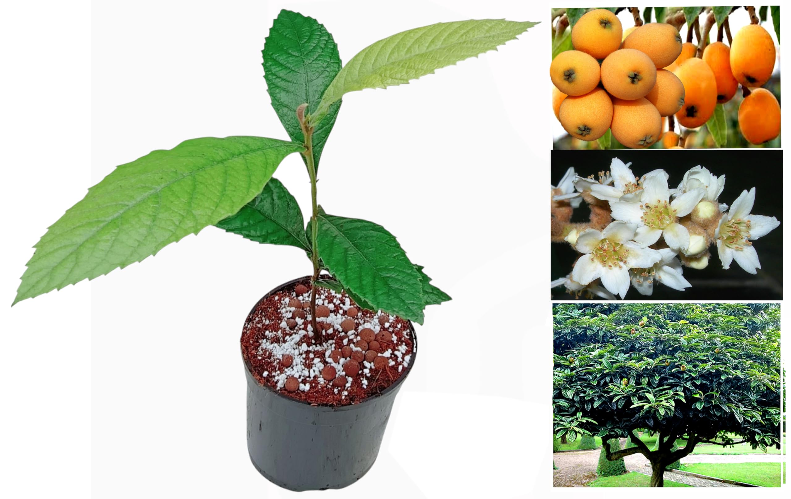 Loquat Tree(Eriobotrya Japonica) Garden&Patio,Thriving Year Round,Frost Resistant