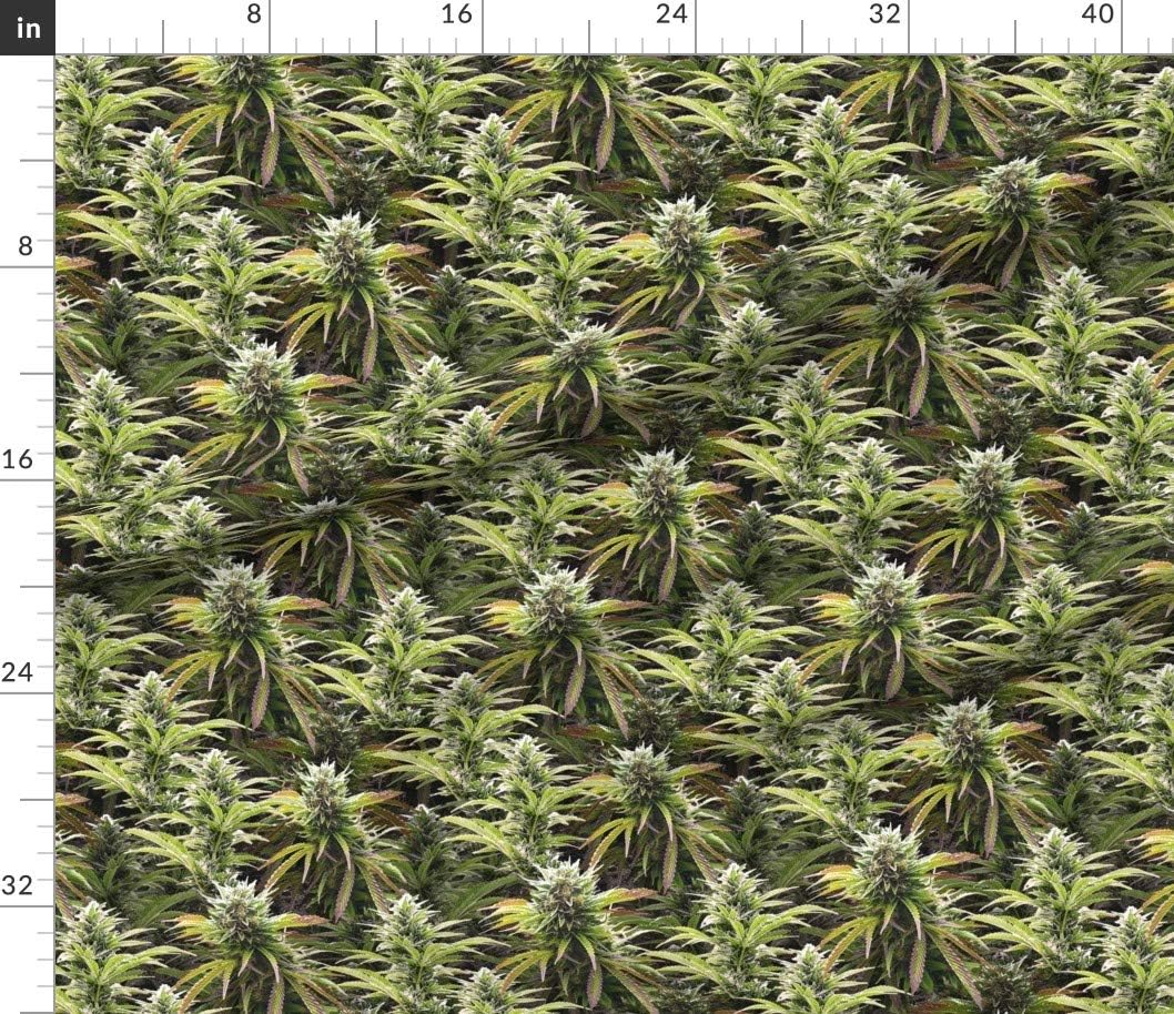 Spoonflower Fabric - Big Marijuana Cannabis 420 Weed Grass Printed on Petal Signature Cotton Fabric by The Yard - Sewing Quilting Apparel Crafts Decor