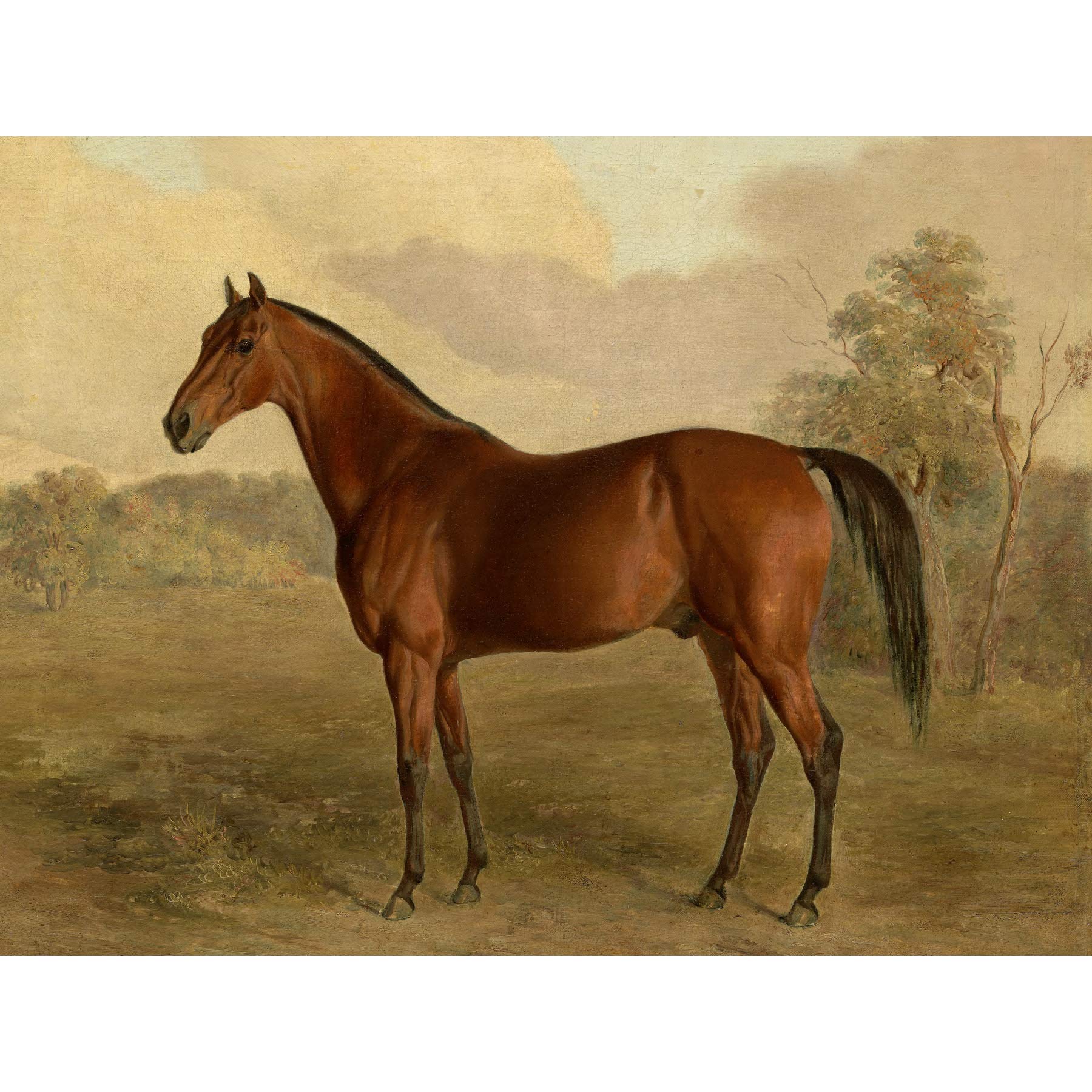 Artery8 Troye Kentucky Woodpecker 1834 Brown Horse Painting Premium Wall Art Canvas Print 18X24 Inch