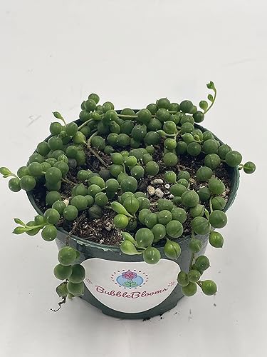 Miniatura 9 de Cadena de Perlas, Senecio rowleyanus, Cadena de Guisantes, Cadena de Perlas, Collar Suculento, Bien Arraigado Muy Lleno Saludable, Cadena de Perlas,