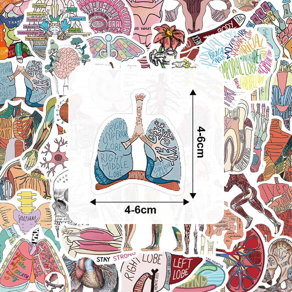 Adesivi Medicina Scientifica |50Pcs Adesivi Dottore/Infermiere in Vinile Impermeabile | Stickers Anatomia Corpo Umano per Borracce, Laptop, Computer, Skateboard