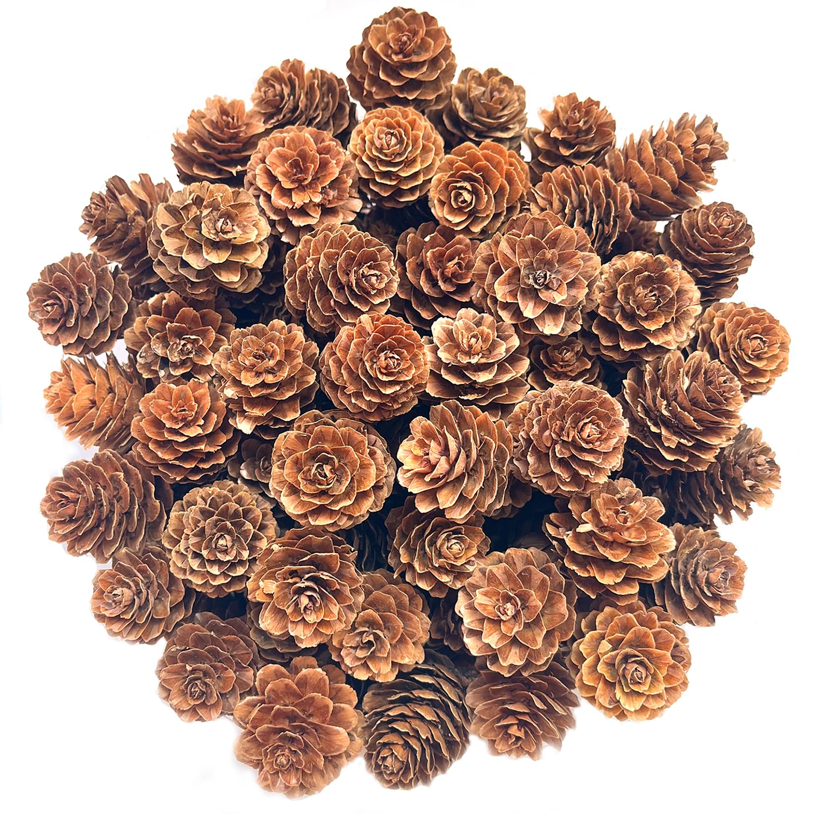 Christmas Natural Pine Cones, KY-Tech 100pcs Christmas Pinecones 2-3cm Mini Pine Cones for Craft DIY Rustic Pinecones for Wreaths & Garlands Xmas Decorations Xmas Party Ornament (2-3cm)