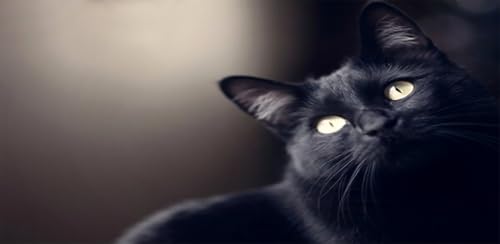 Scary Cat Fake Call Prank and Texting ( Funny Fake Black Cat Joke For Cats Lovers)