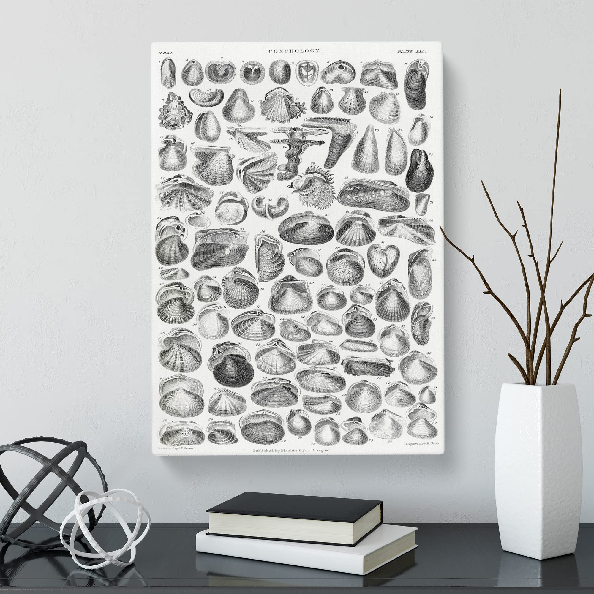 Study Of Mollusk Shells Xxi By Oliver Goldsmith Canvas Print, Mixed, 25L x 50W cm - Image 3