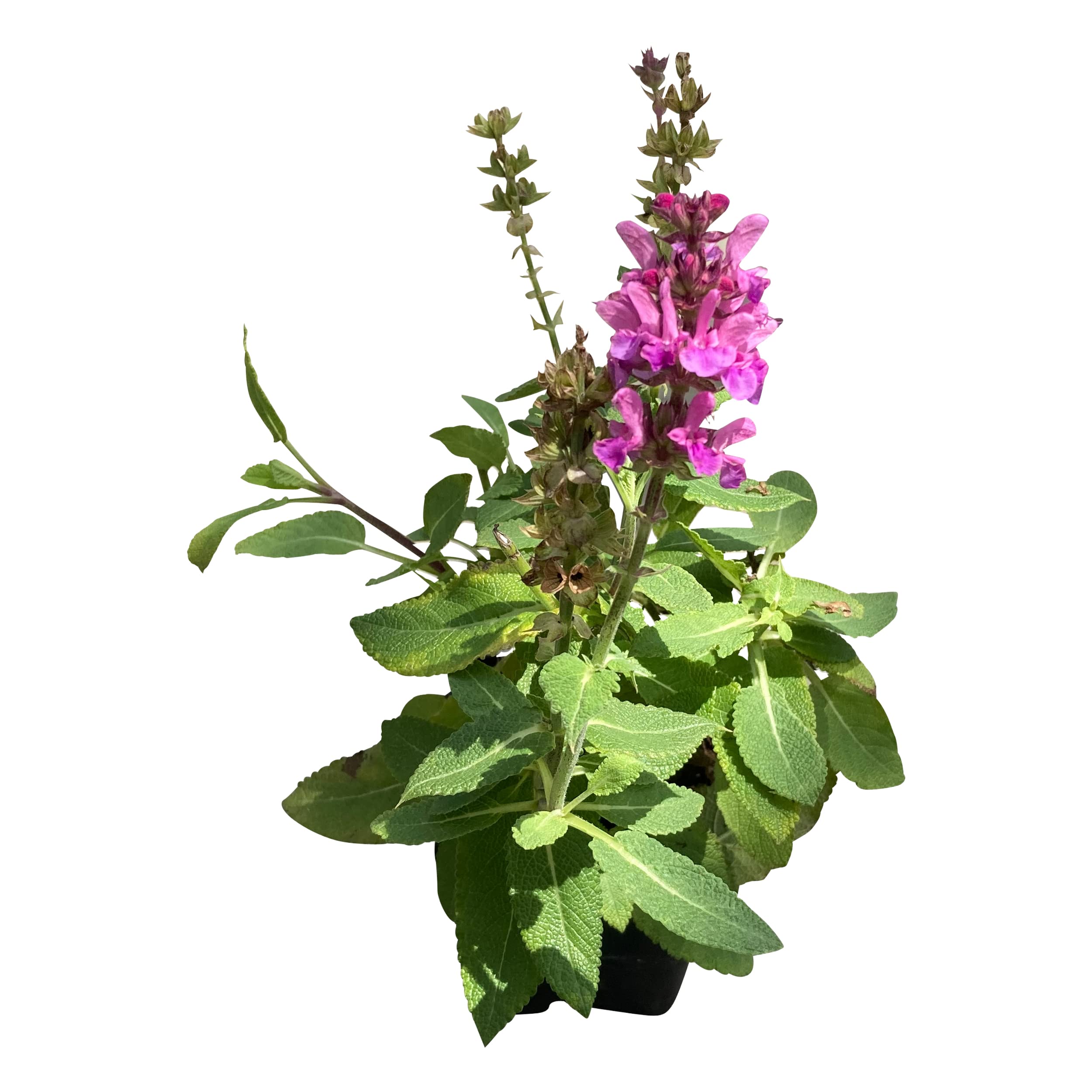 Live Salvia Pink
