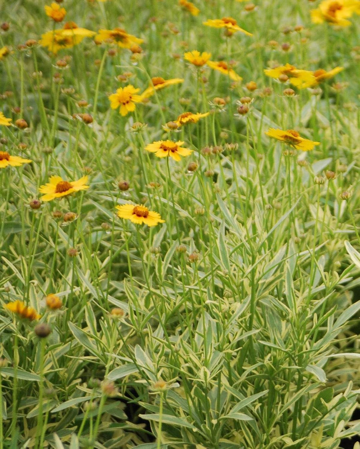 Perennial Farm Marketplace Coreopsis x 'Tequila Sunrise' (Tickseed) Perennial, Size-#1 Container, Bright Yellow Flowers with Reddish-Brown Eye