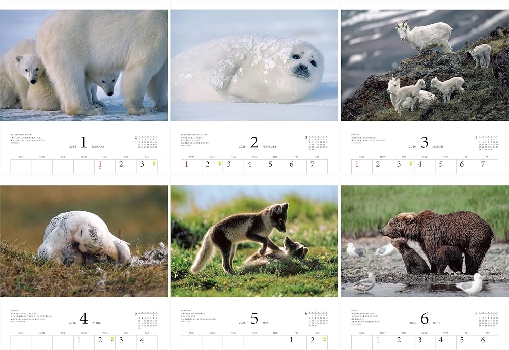 星野道夫 まとめ売り カレンダー2026 星野道夫ベストセレクション 極北の動物たち（月