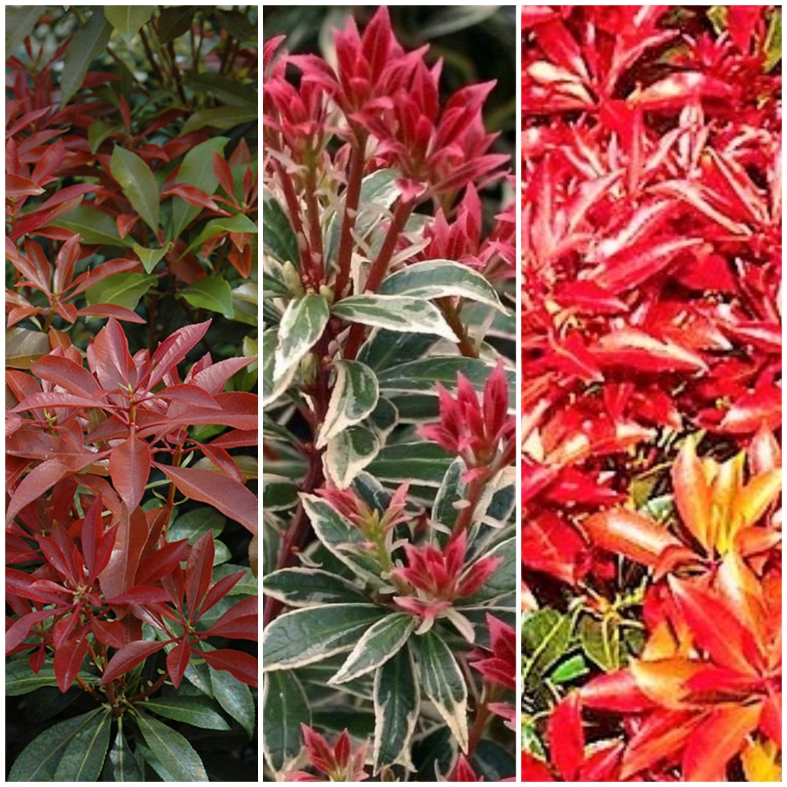 Meredith Nurseries 2Ltr Pot Pieris Evergreen Garden Shrub Mix ( 3 Pack )