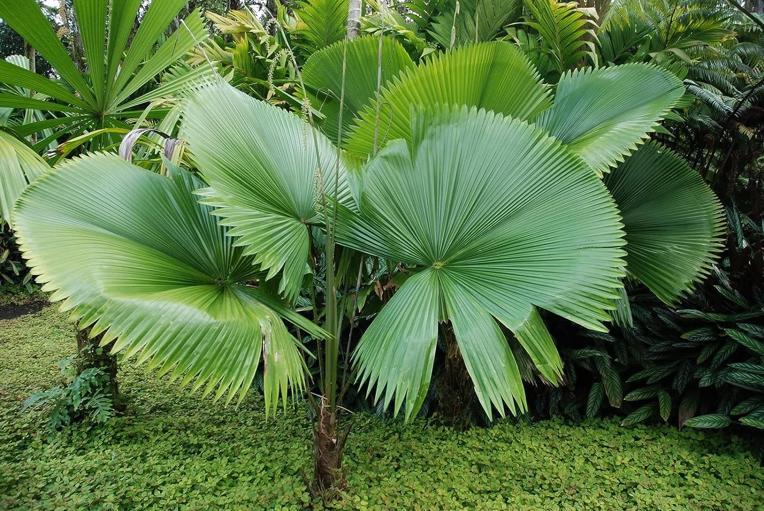 OxyGrin Licuala peltata Hybrid Palm Plant Rare Chinese Fan Palm Elegant Fan Palm Live Plant for Indoor and Outdoor Garden (1 Healthy Live Plant)-image-34