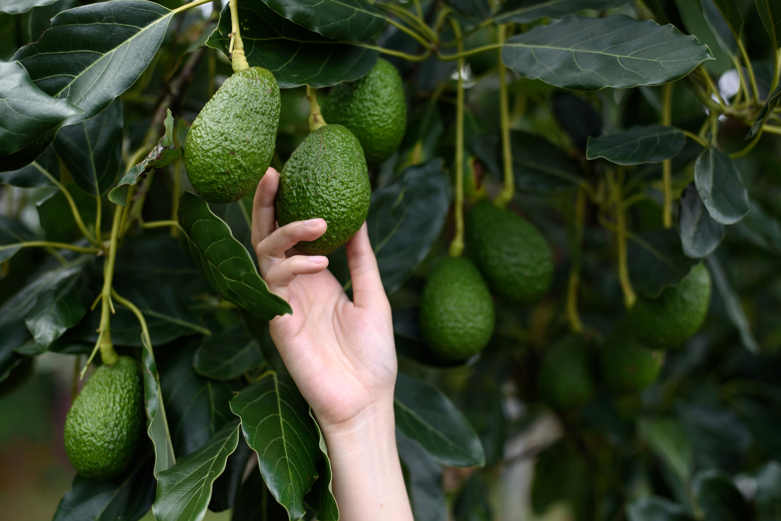 CHOSA Bio Avocadoöl Kaltgepresst Nativ 1 liter - Avocado Öl 100% Reines ohne Zusatzstoffe - Avocado Oil Für Gesicht, Haare, Körper, Haut, Nägel, Kosmetik - 1l, 1000 ml