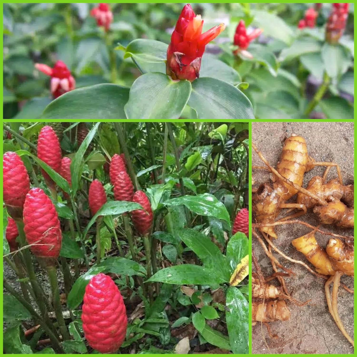 Set 2 Shampoo Ginger Plant Rhizomes Pinecone Ginger Roots Zingiber Zerumbet Live Plants Awapuhi Plant Bulbs Red Ginger Rhizomes for Planting Ginger Shampoo Plant Live