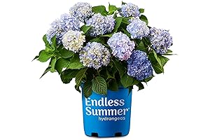 Graceful Beauty: Endless Summer Original Hydrangea