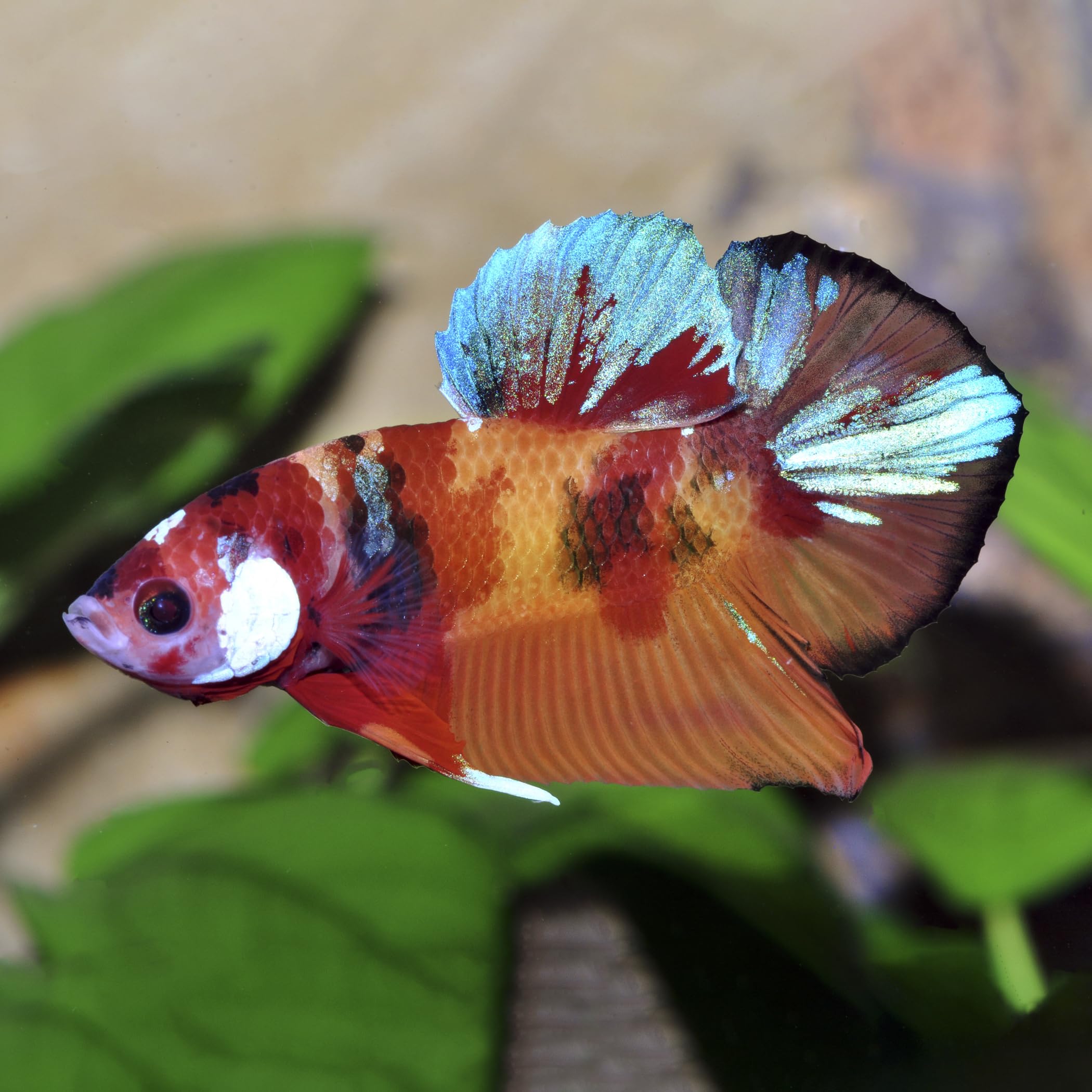 Artemia Color SoftGran, farbverstärkendes Alleinfutter für Zierfische, Soft Granulat, Farbfutter, Fischfutter