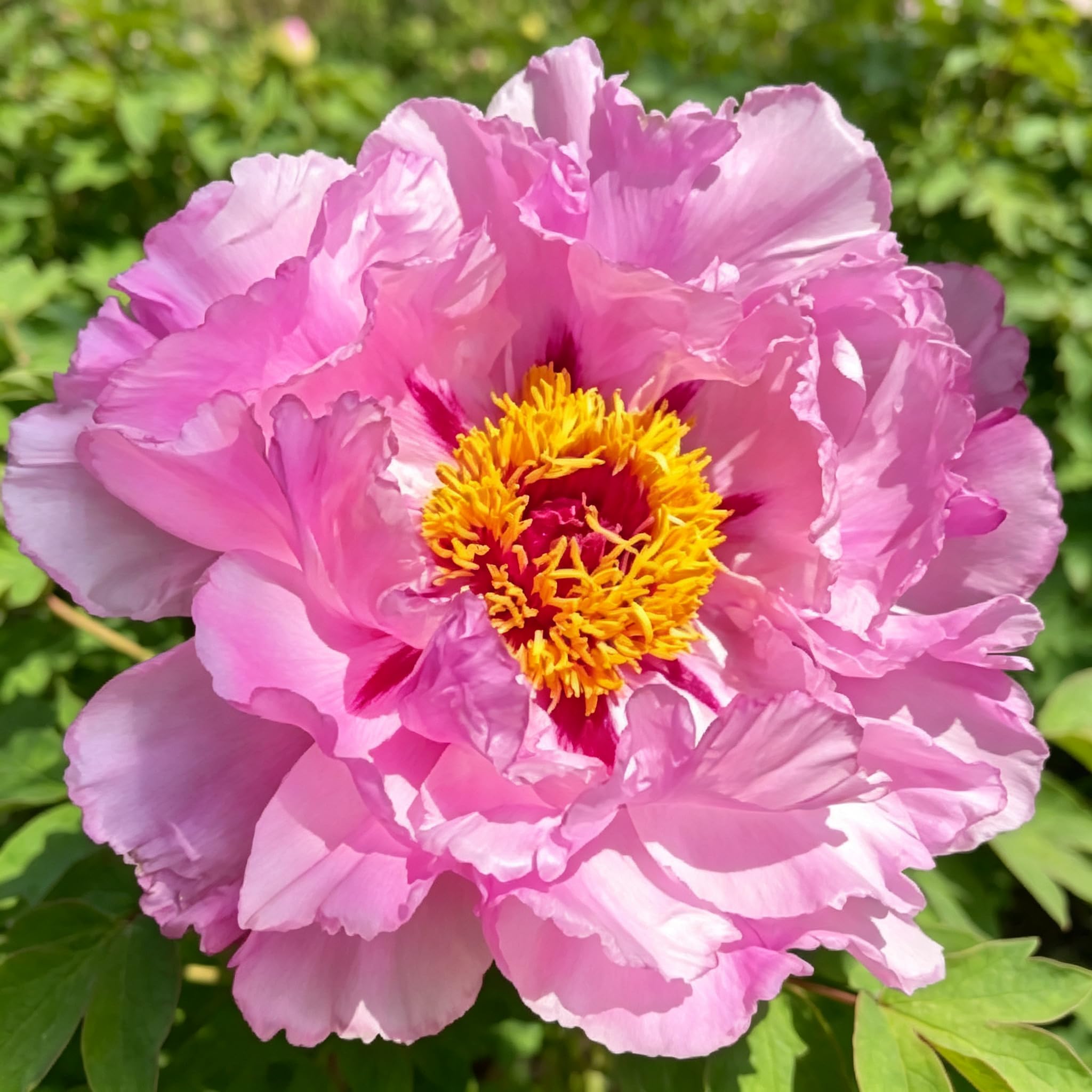 Peony Seed-Hardy,Perennial Delights for Spectacular Garden Displays — image 1