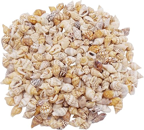 Cerca de 600 piezas de 2.82 oz, conchas en espiral de playa, conchas artesanales, mini caracolas naturales para hacer velas, fiesta temática