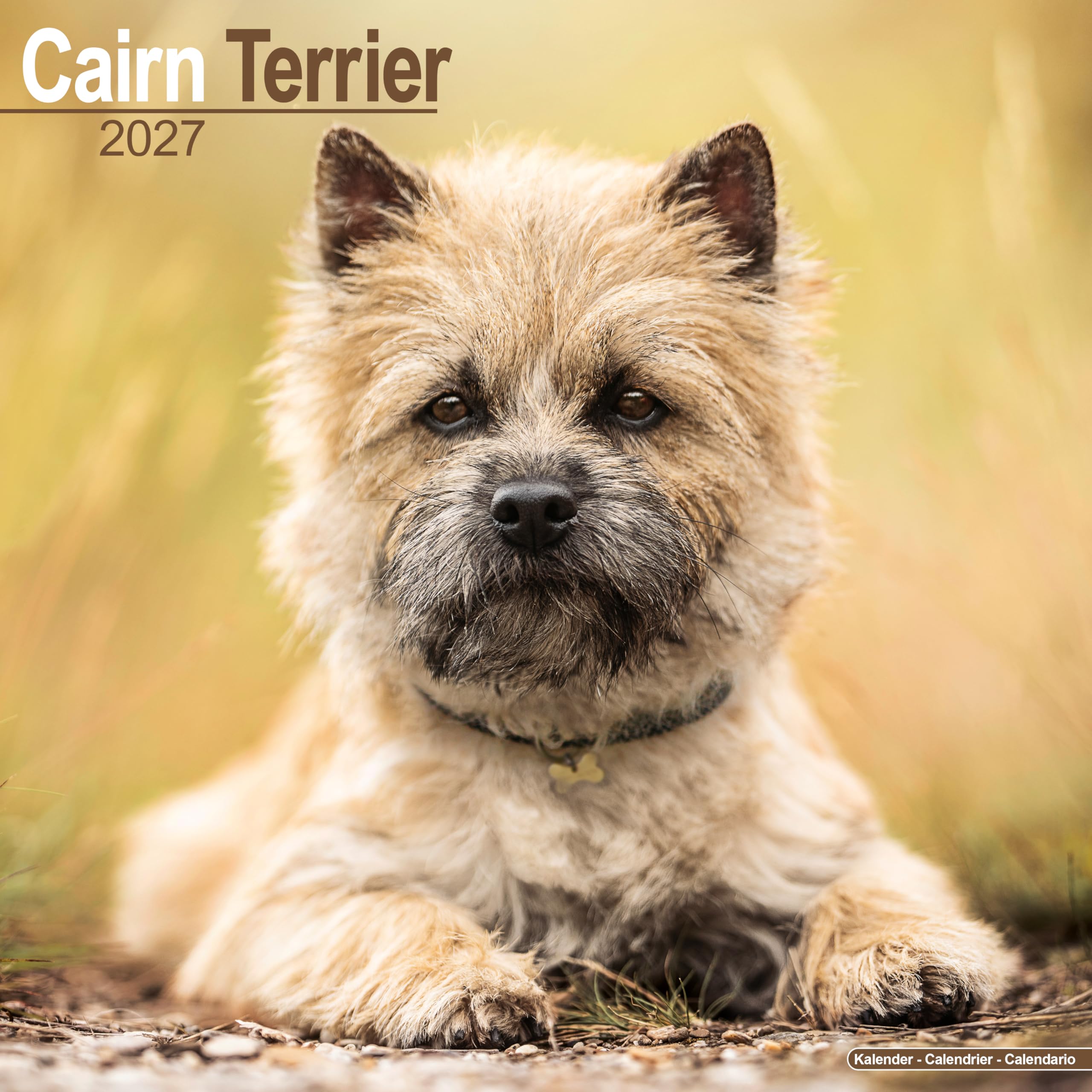 Cairn Terrier Calendar 2027