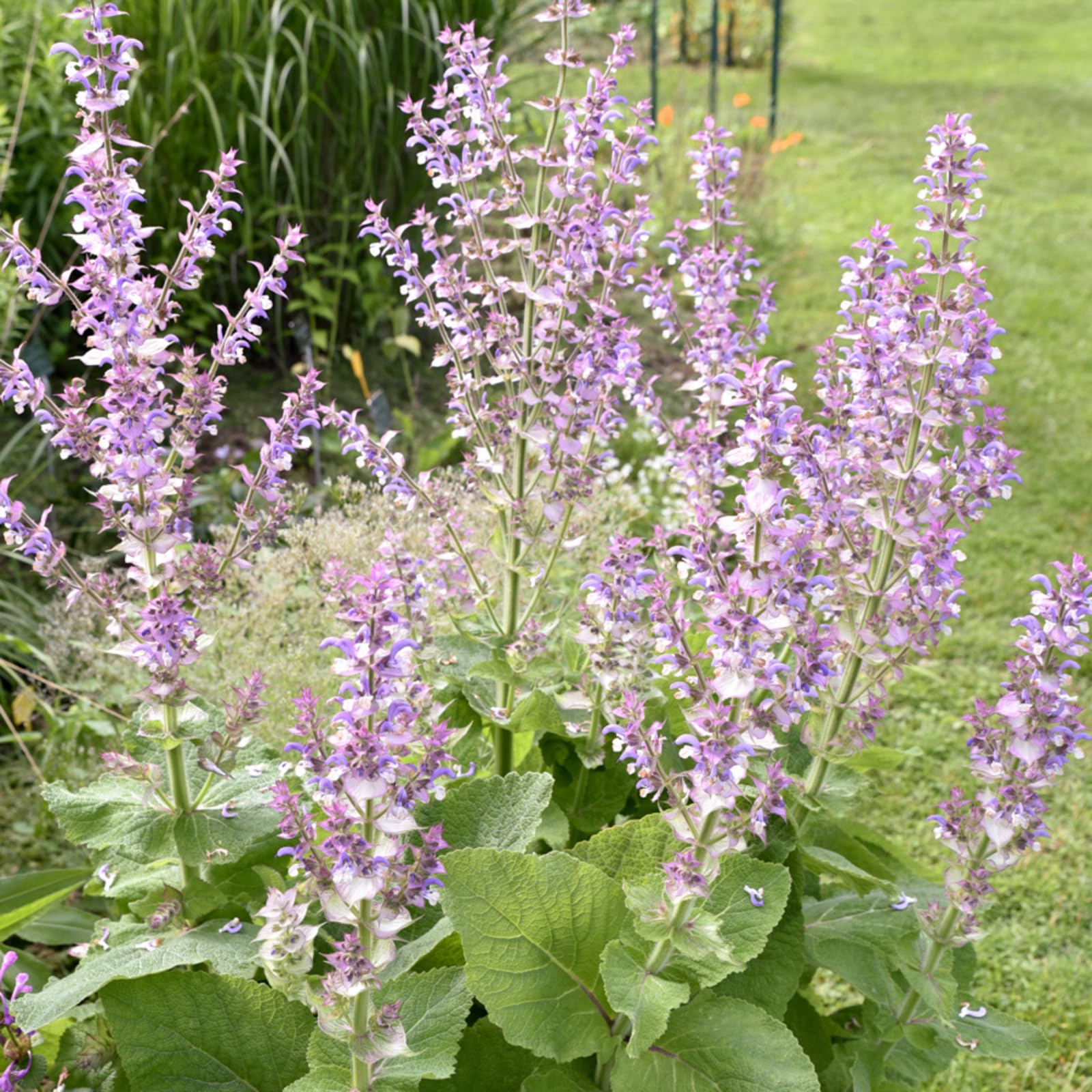 Carbeth Plants Salvia Turkestanica Plant 2 x 1L Pot