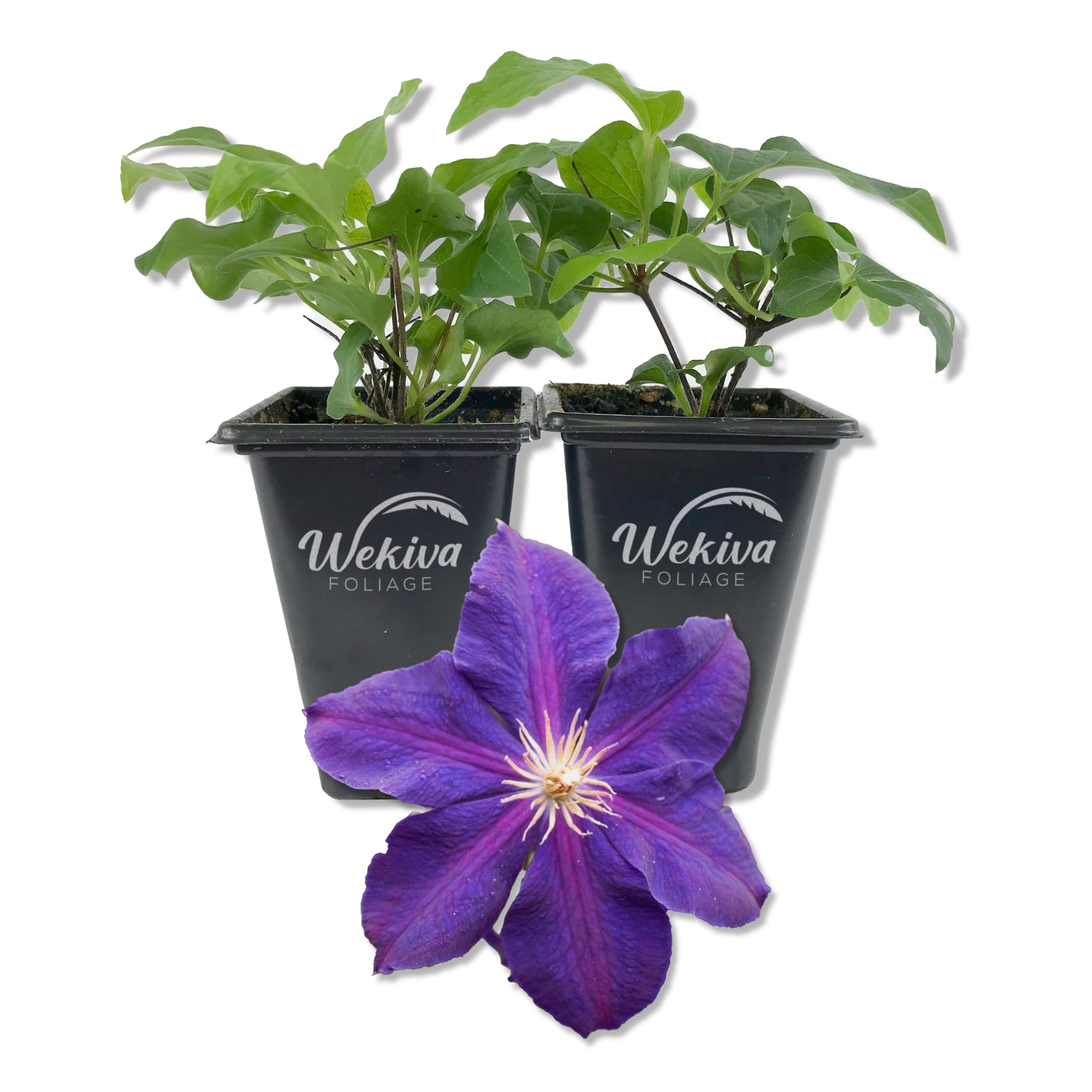 Amazon.com : Clematis Jackmanii Superba - 2 Live Starter Plants in