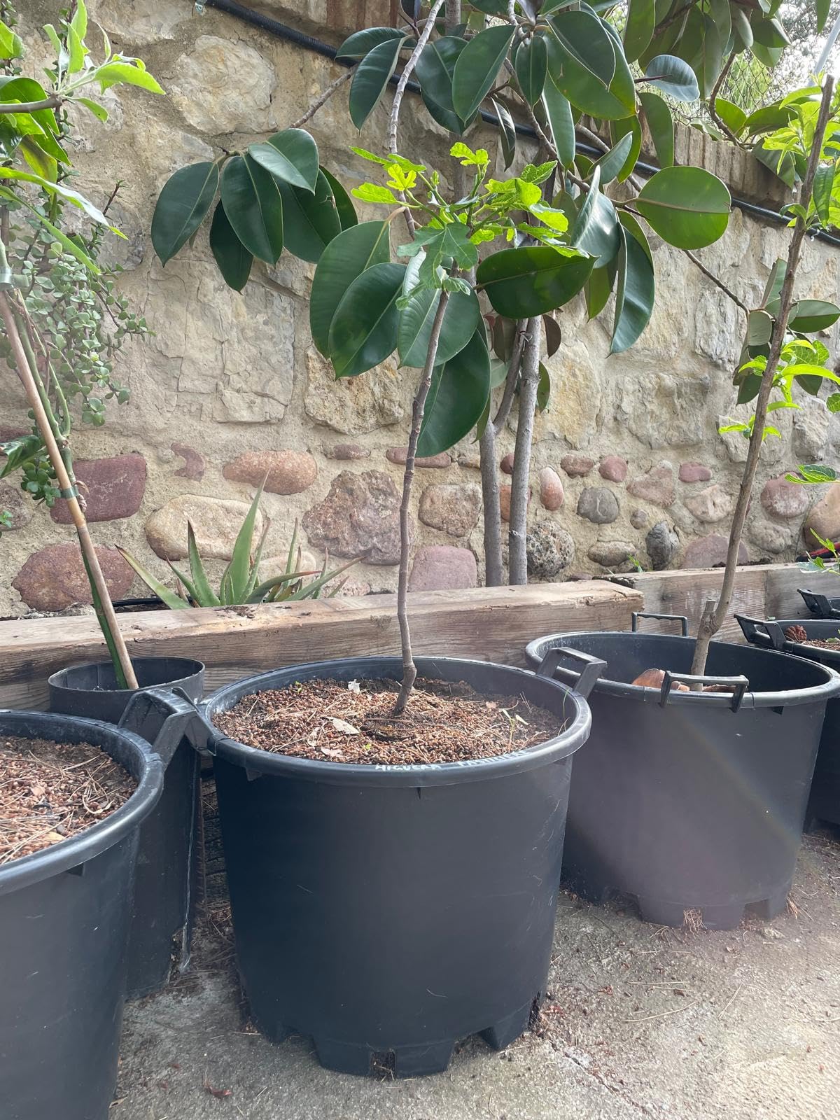 Genérico Maceta Exterior Grande para Frutales, con Asas - Ø45x33 cm -Cultivo de Citricos, Huerto Urbano, Arbustos y Plantas - Jardinera de vivero con Drenaje Profesional - Plastico PE - Negro Mate