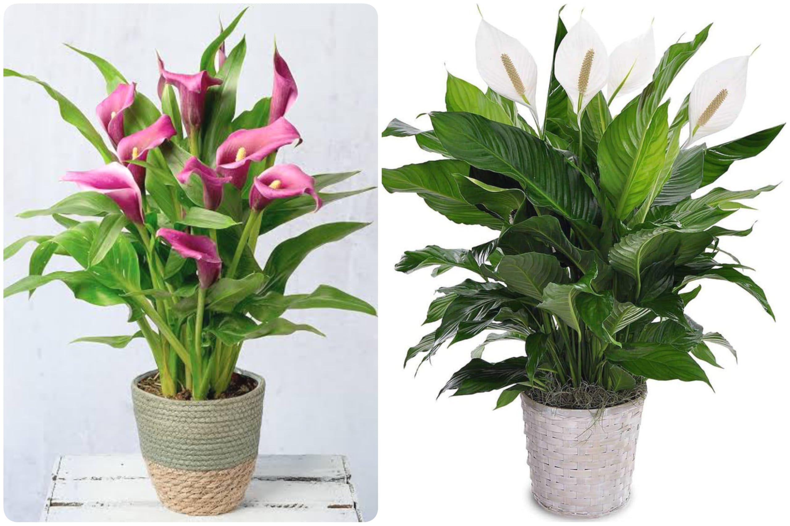 TREEINKLE Peace Lily Indoor Plants for Living Room| Beautiful Pink and White Colour Peace Lily Flower Healthy Plants with Round Pot | Air purifier plants | Plants for Home Decor Garden & bedroom (B0CQWQDCVW) Amazon Price History, Amazon Price Tracker