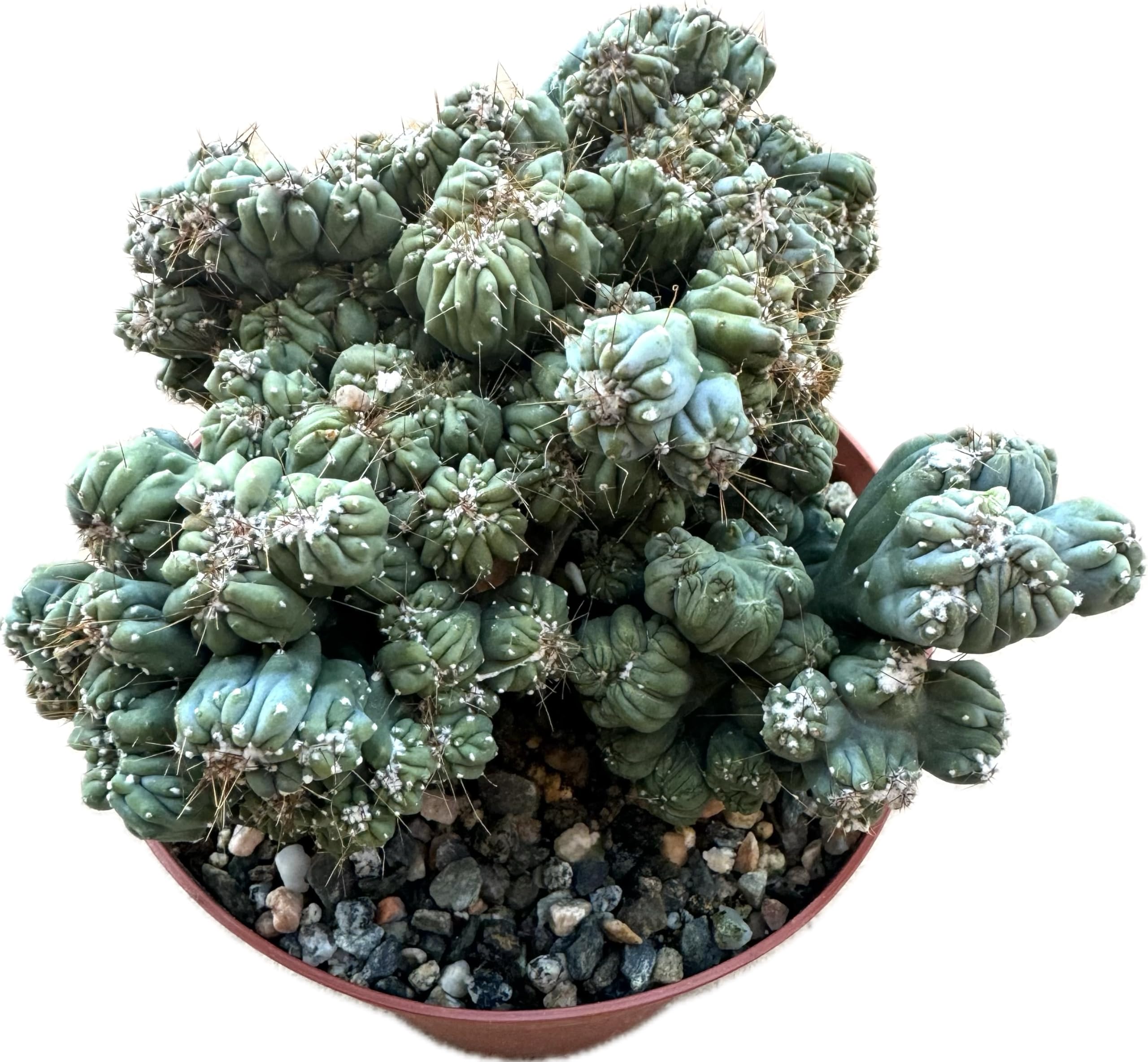 Cereus Forbesii Monstrose Ming Thing