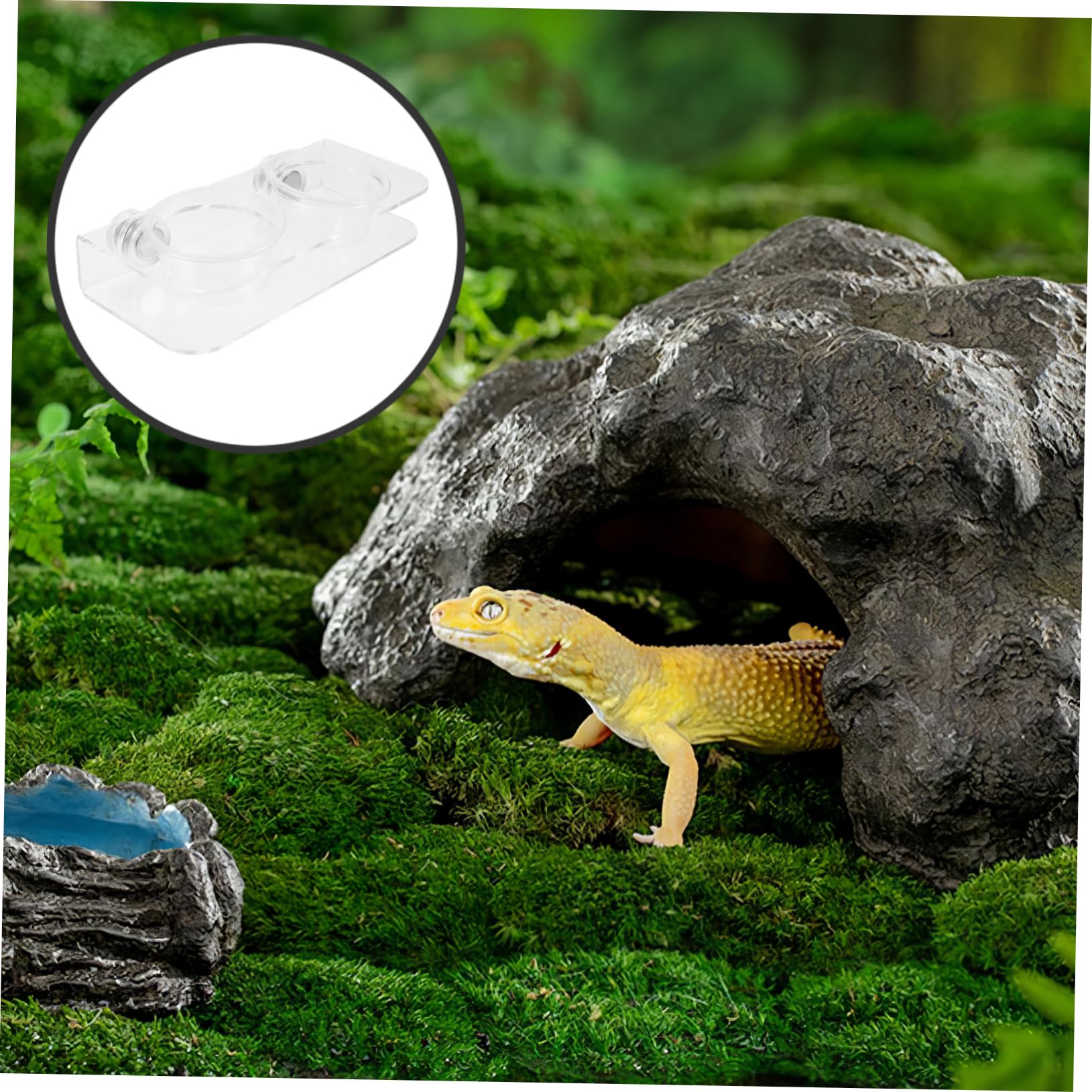 YARNOW 5 Juegos Comedero para Reptiles Comedero para Mascotas Gateando Tazón De Agua Accesorios para Terrarios Gecko Cuencos De Comida para Reptiles Tazones De Comida De Gecko El Plastico
