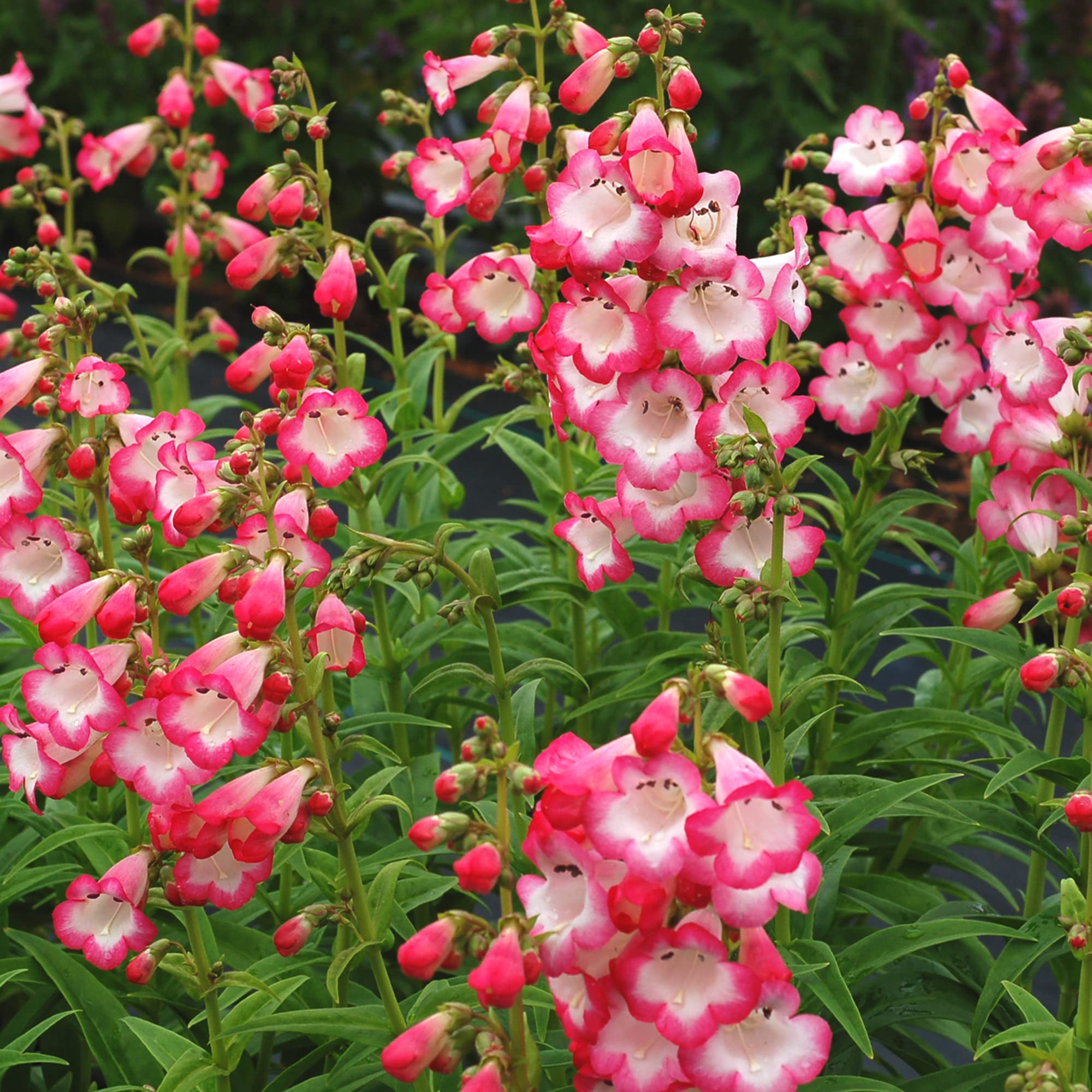 Pink Penstemon Seeds Beardtongues Herbaceous Perennial Flowering Plant Attract Butterflies & Hummingbirds Garden Borders Outdoor 30Pcs Flower Seeds by YEGAOL Garden