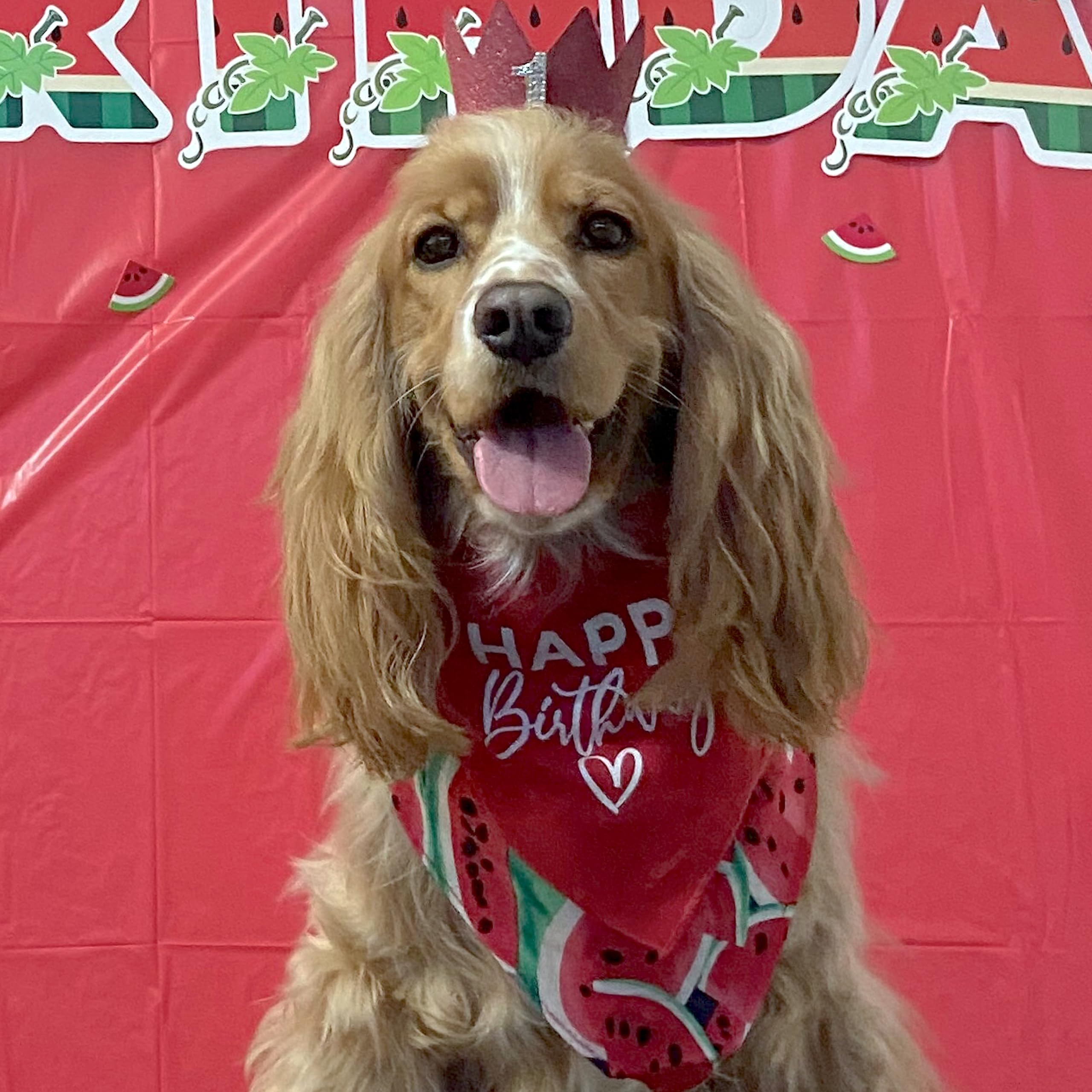 Happy Birthday Dog Bandana | 100% Cotton Triangle | Made in USA | Birthday Pawty | Party Theme | Celebration Supplies | Photoshoot Prop | Royal, One Size (348)
