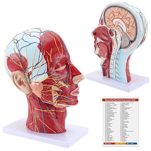 Miniatura 1 de SKUMOD Modelo de estudio, modelo neurovascular superficial de cabeza humana 11 - Anatomía facial médica cerebro cuello sección mediana modelo de