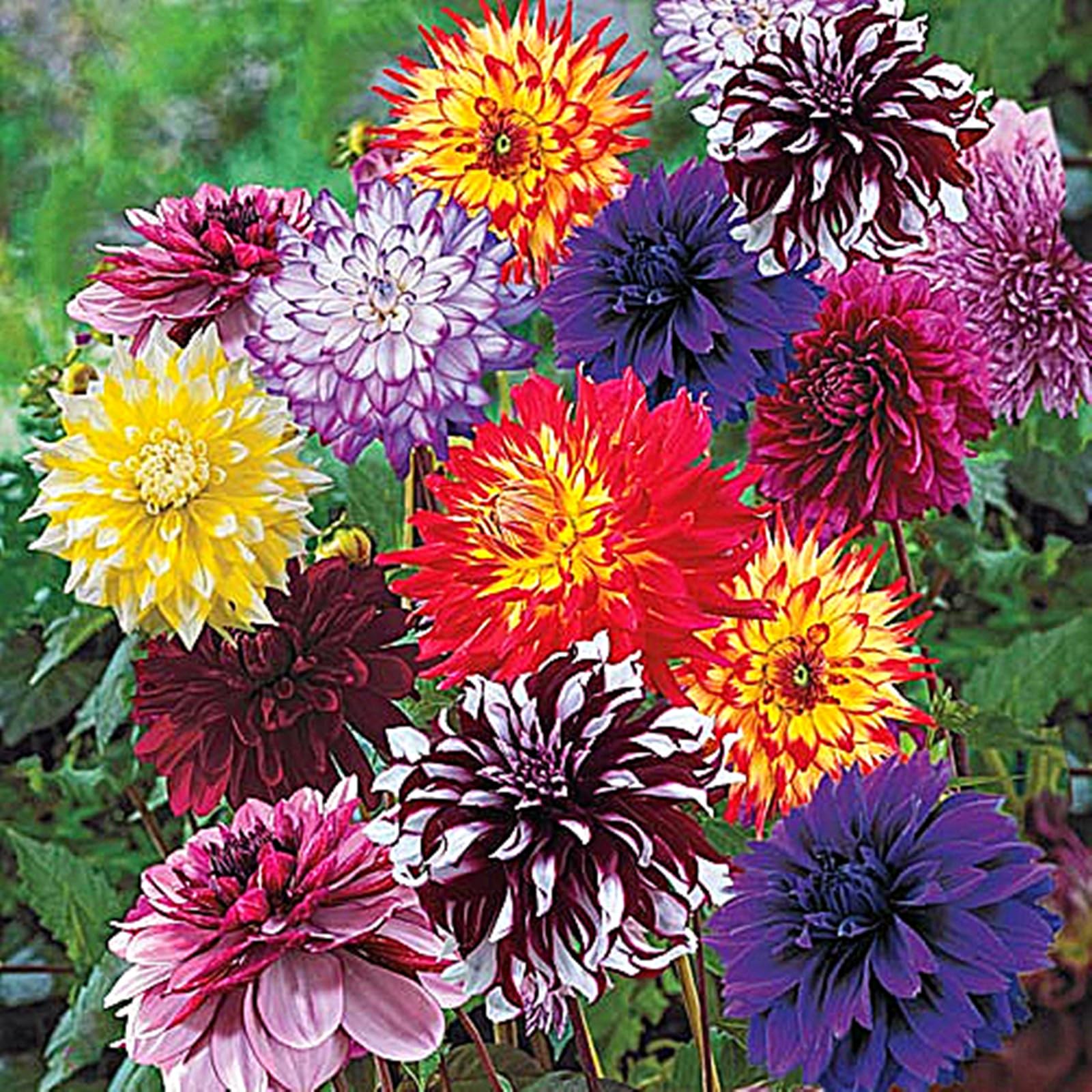 Dahlia Bulbs for Planting,Dahlia Tubers UK,Flowering Rhizome, Dahlia Bulbs Mix,Excellent Display Indoor Perennial Balcony Garden Bulbs-10bulbs-I
