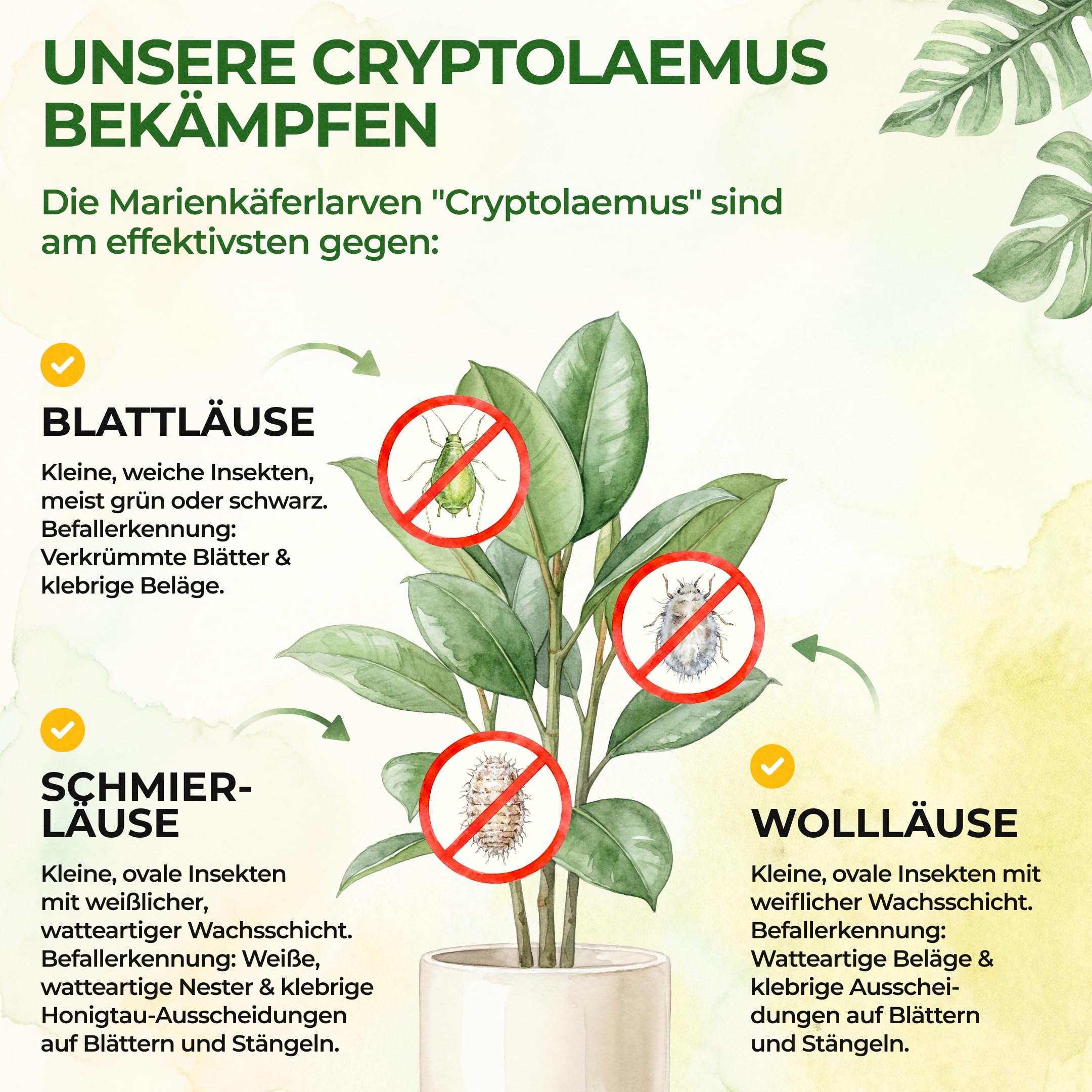 GREEN GUARDIA Australische Marienkäfer Larven gegen Wollläuse, Schmierläuse & Blattläuse – 3X Röhrchen für 30 m² – Natürliche Schädlingsbekämpfung ohne Chemie