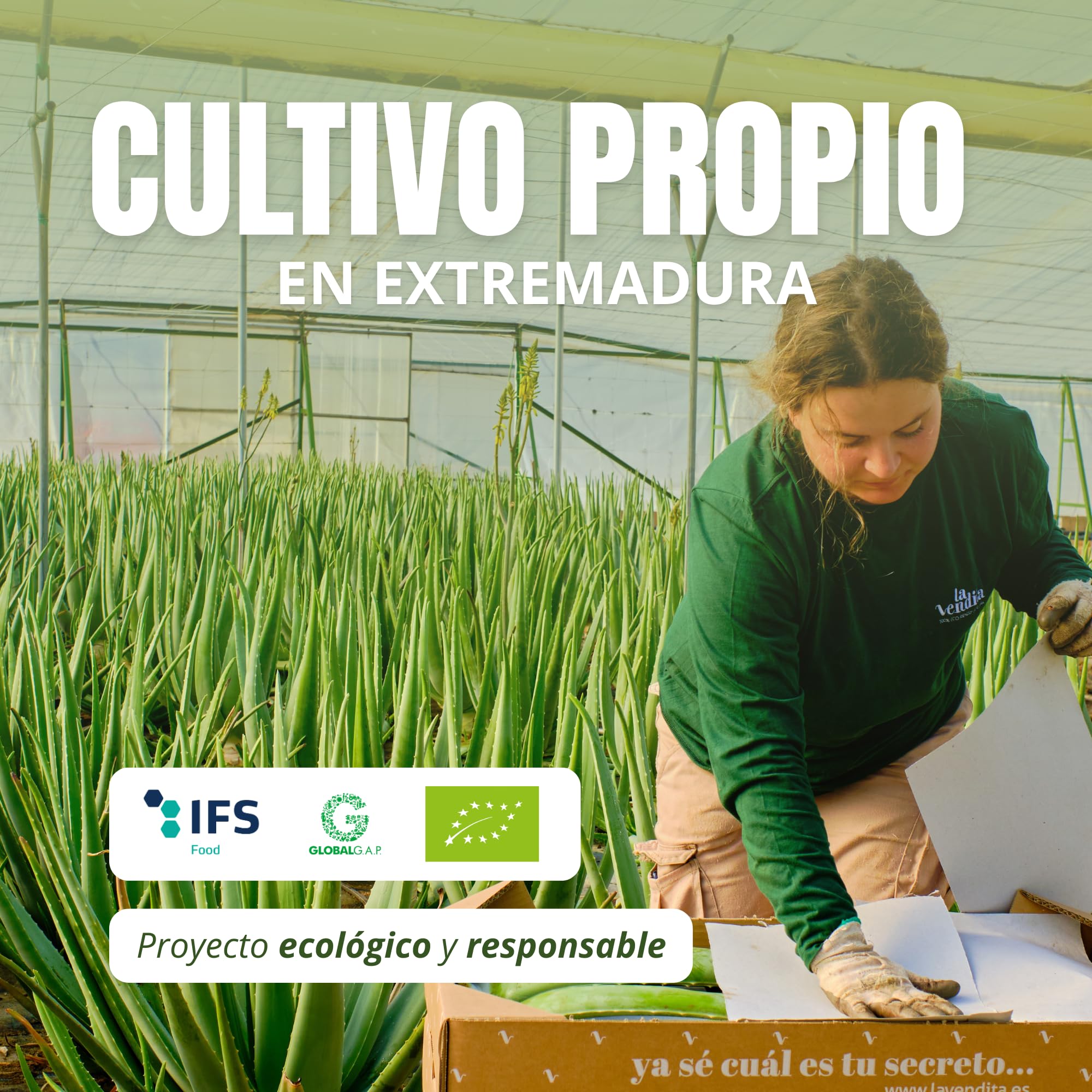 La Vendita Jugo De Aloe Vera Puro Para Beber Con Pulpa. Bebida Natural De Aloe Vera Puro Y Ecológico. Zumo Bebible 100% Organico Y Natural. Bebida Detox En Envase De Vidrio De 1 Litro