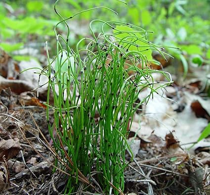 Image Equisetum scirpoides (Bushy Horsetail) - Marginal Pond Plants - Pond Plants - Water Plants-None-3 LTR Image Equisetum scirpoides (Bushy Horsetail) - Marginal Pond Plants - Pond Plants - Water Plants-None-3 LTR