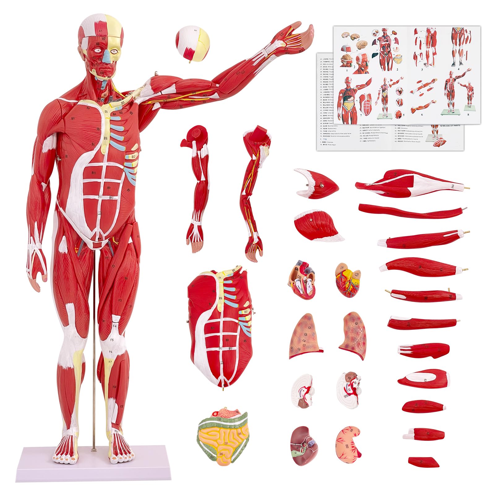 SFXYJ Human Anatomy Muscle Model, 27 Part 1/2 Life Size 33” Human Body Muscular System Model with Removable and Muscle Anatomy Includes Detailed Color Product Manual for Medical Educational Training