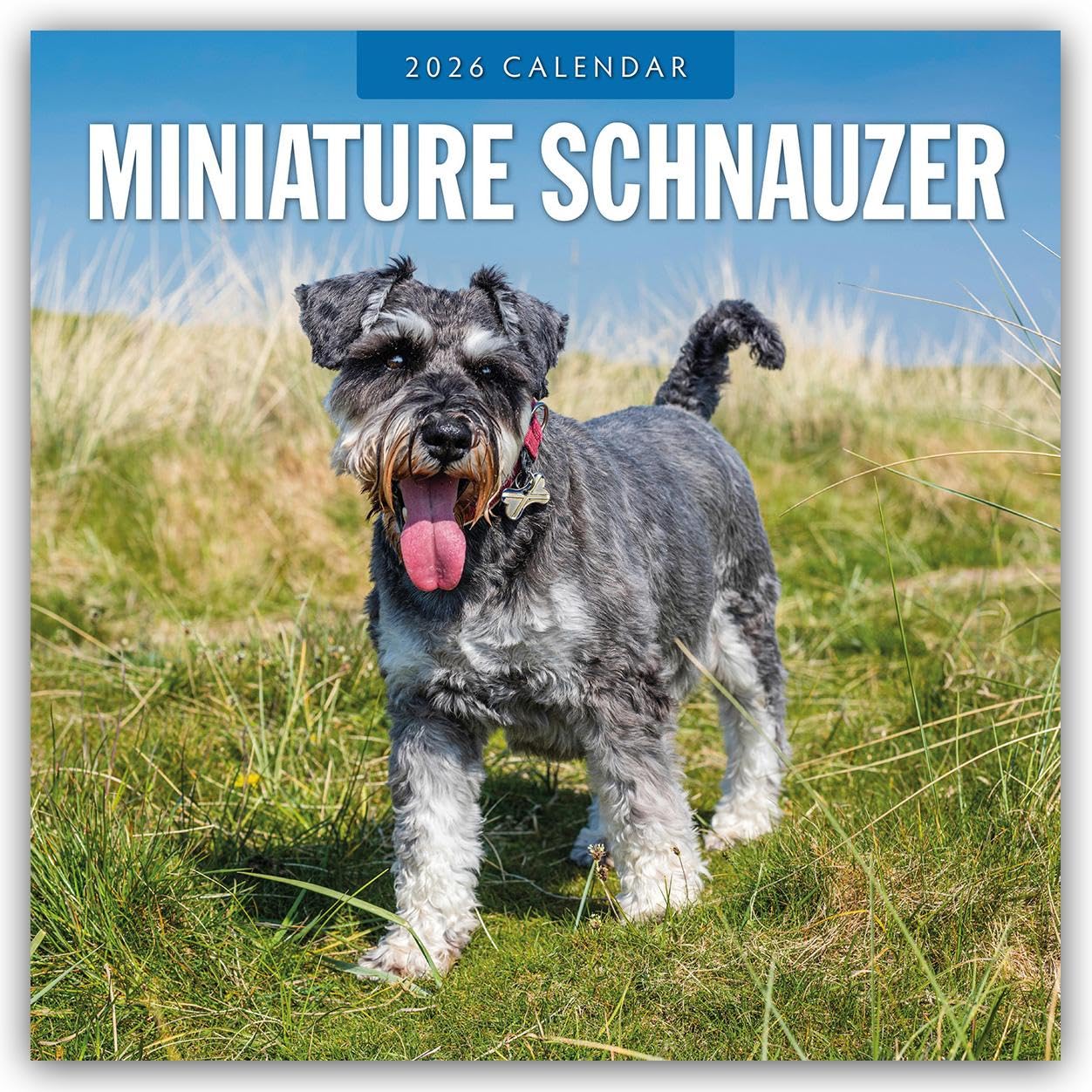 Miniature Schnauzer 2026 Square Wall Calendar