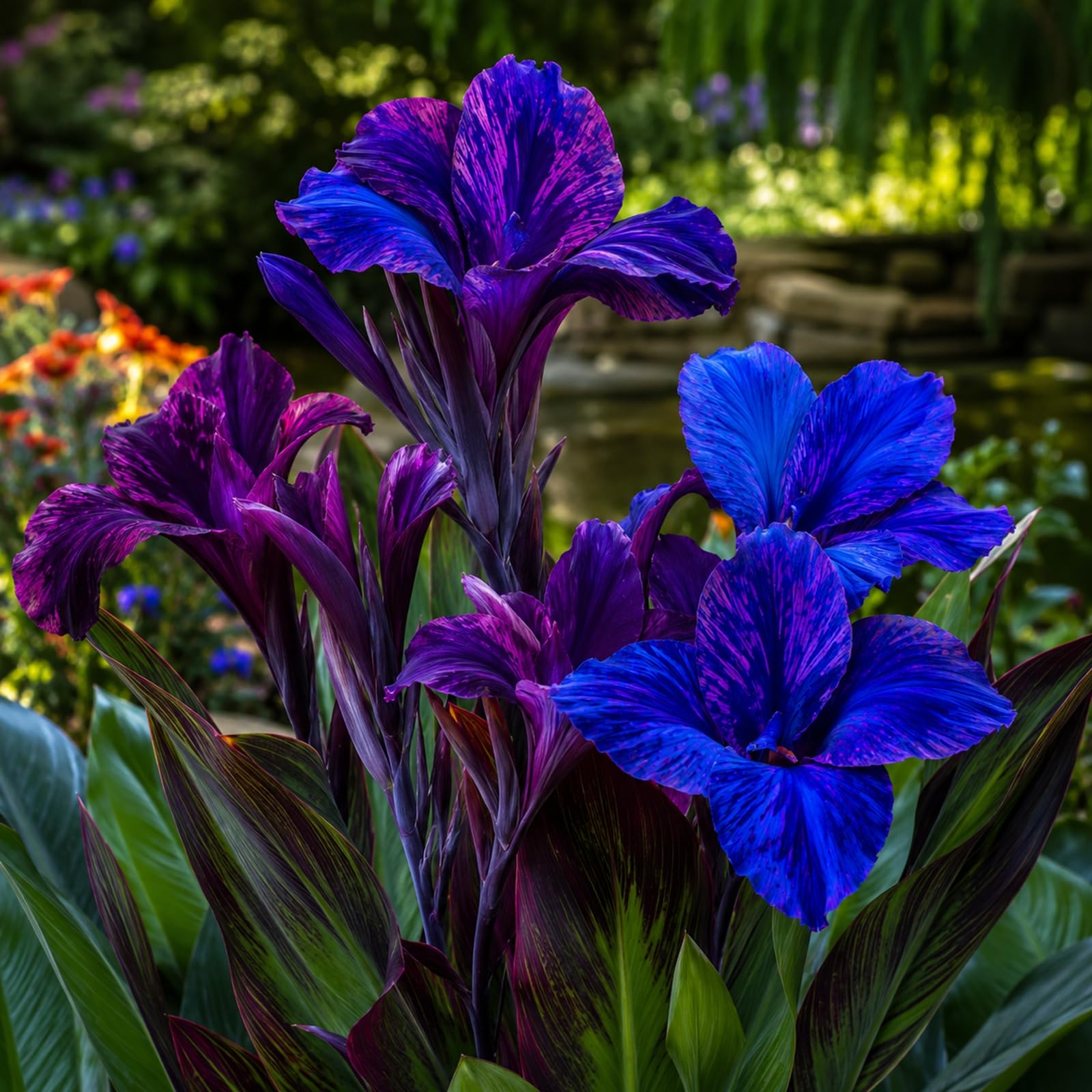 Canna Lily Bulbs for Planting Now, Excellent Display for Your Garden Plants- 3 Bulbs-H — image 1