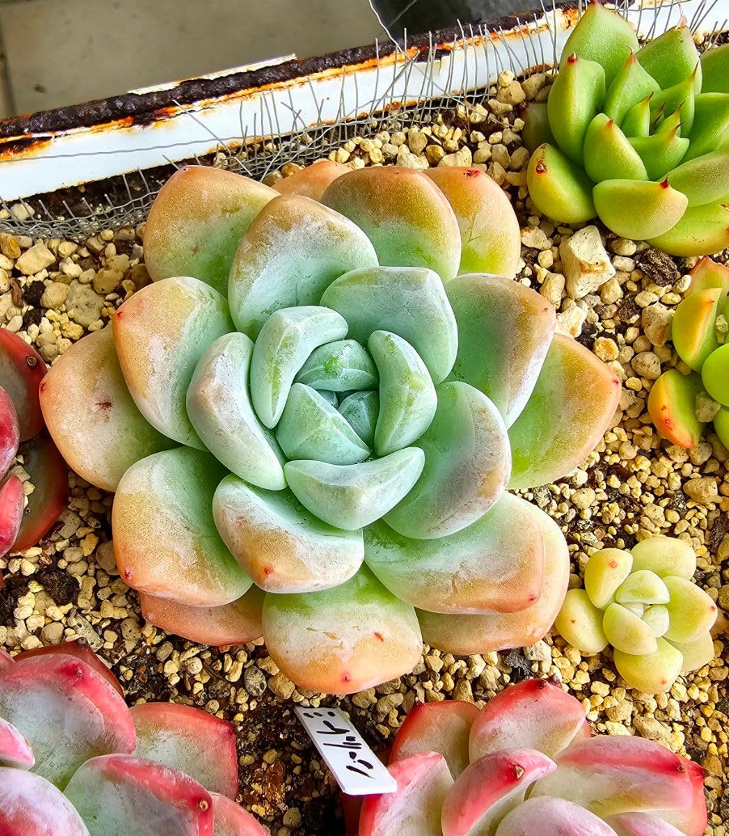 多肉植物　韓国苗　アイスグリーン　大きめ　抜き苗 Amazon.co.jp: 現品めちゃ可愛韓国苗 エケベリア アイシーグリーン