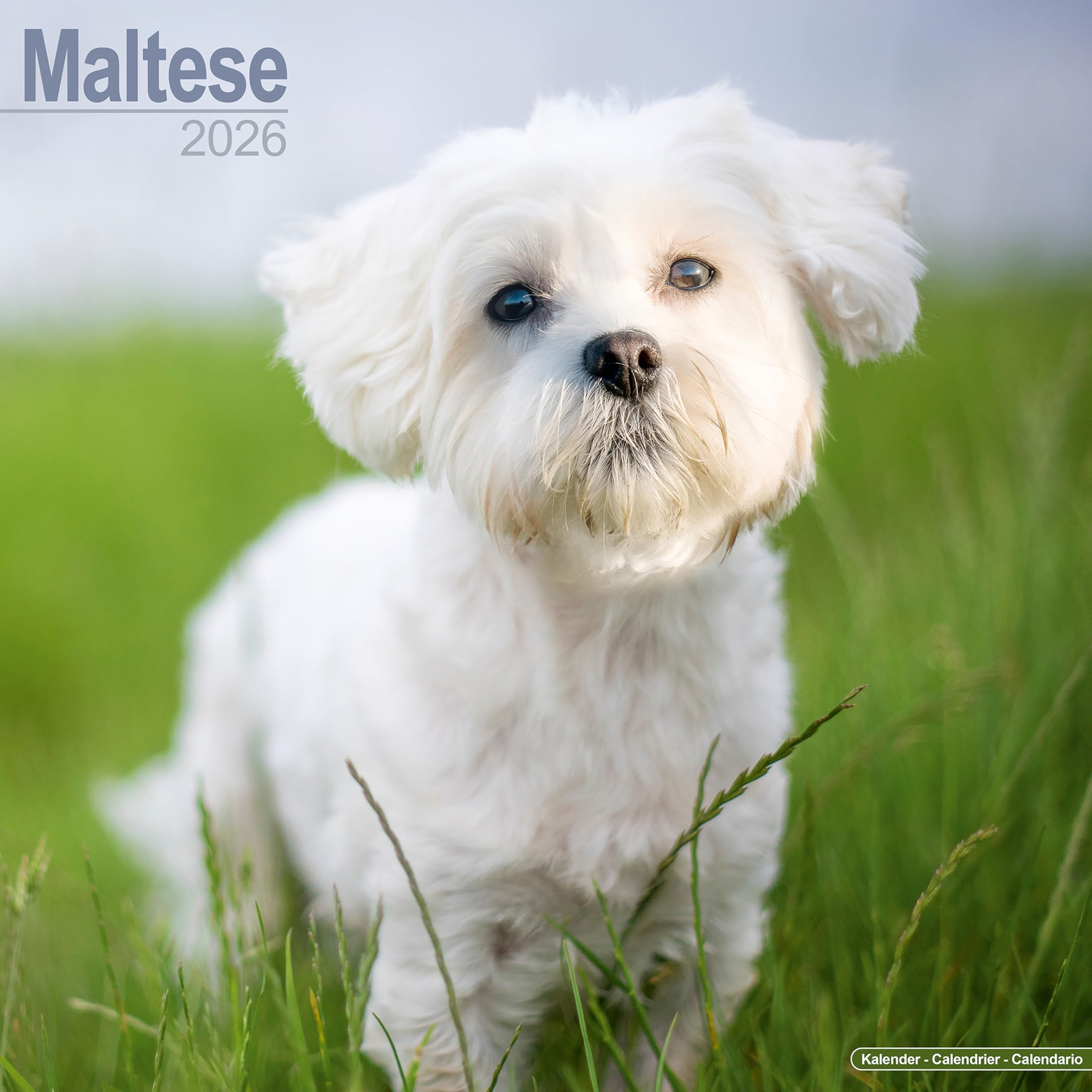 Maltese 2026 Calendar | Square Wall Calendar | Dog Breed Gift | Plastic Free Packaging | by Avonside Publishing
